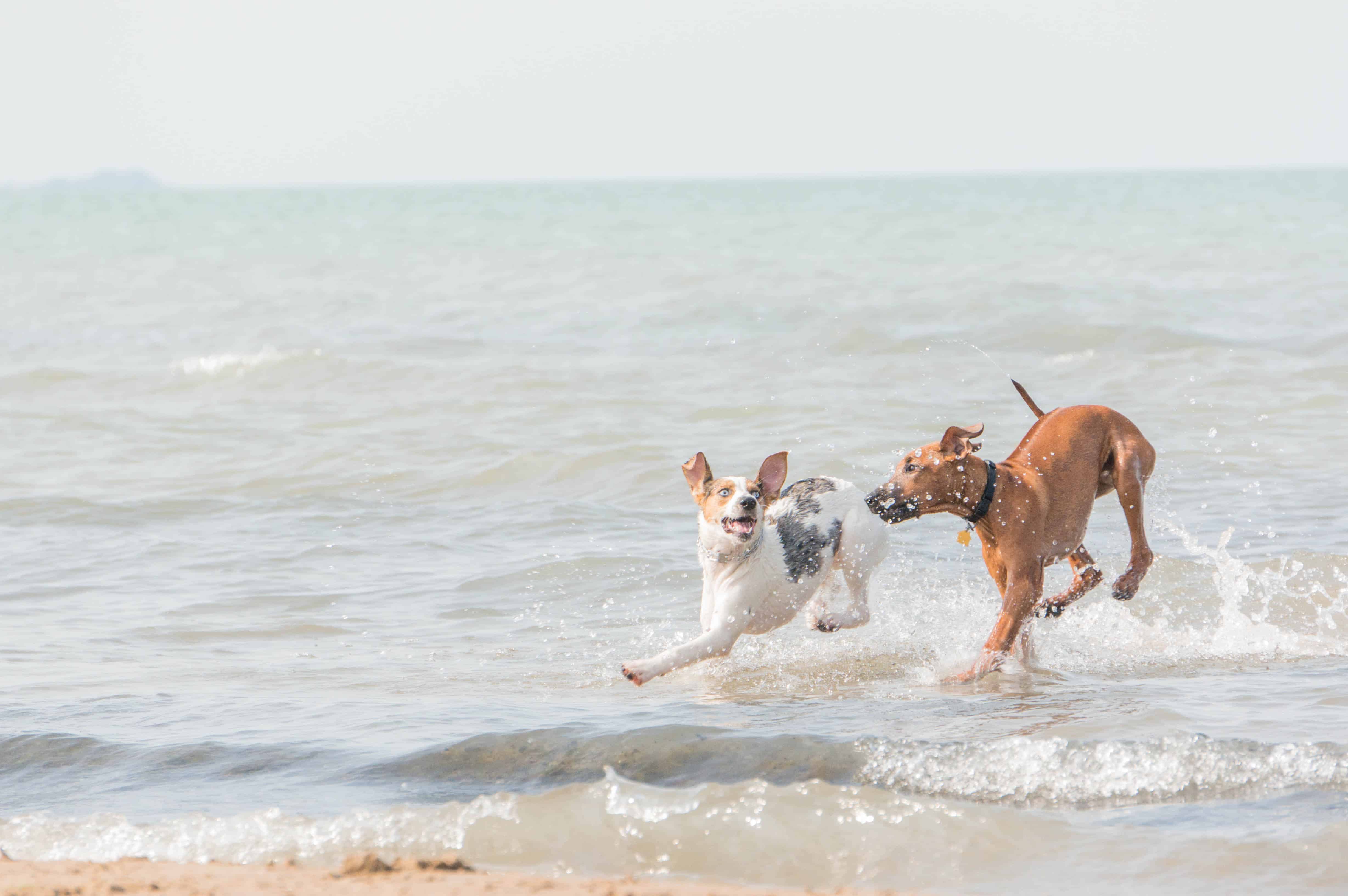 Rhodesian Ridgeback, puppy, dog beach, chicago, adventure, pet friendly, marking our territory