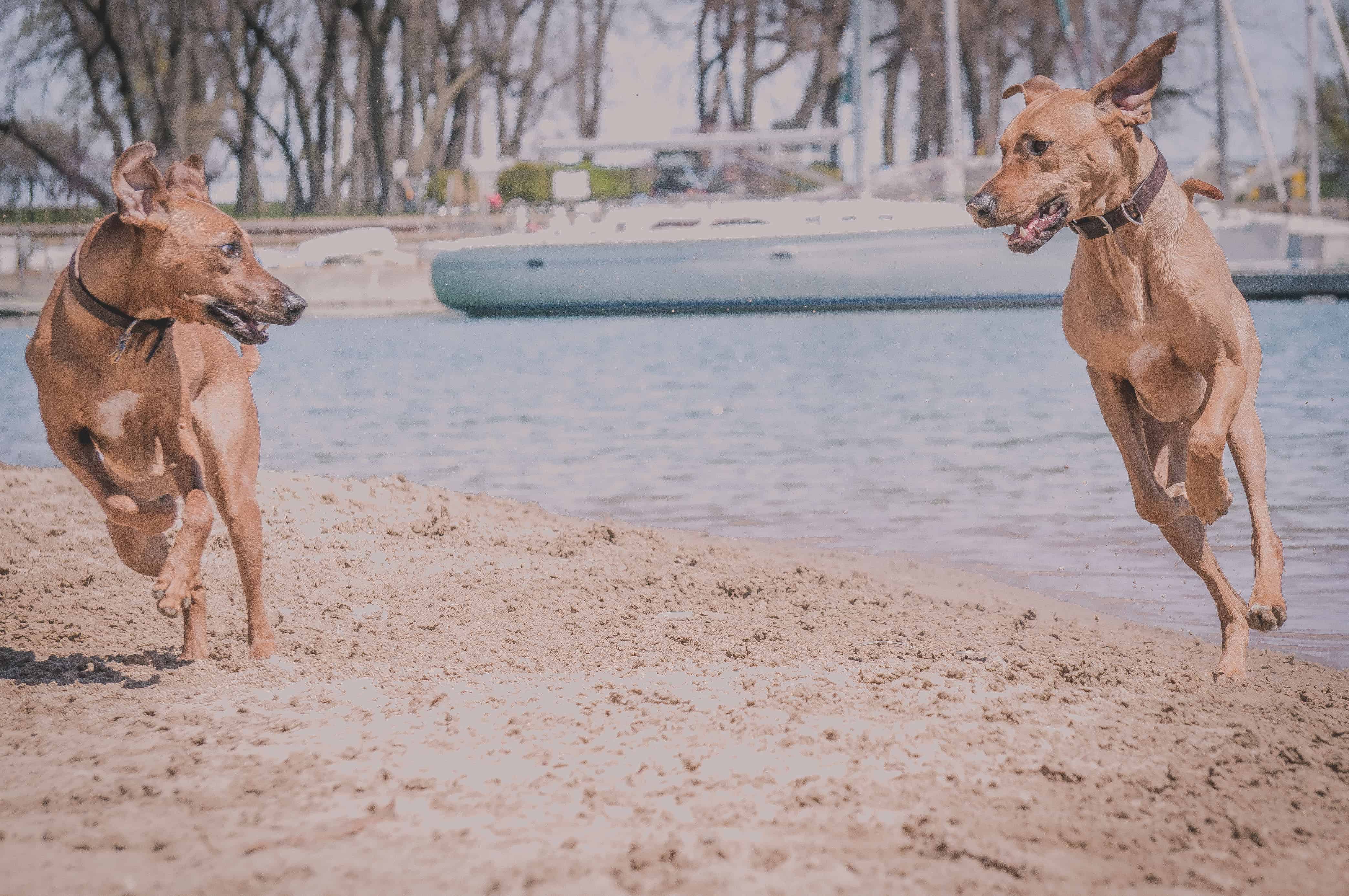 Rhodesian Ridgeback, puppy, chicago, adventure, dog beach