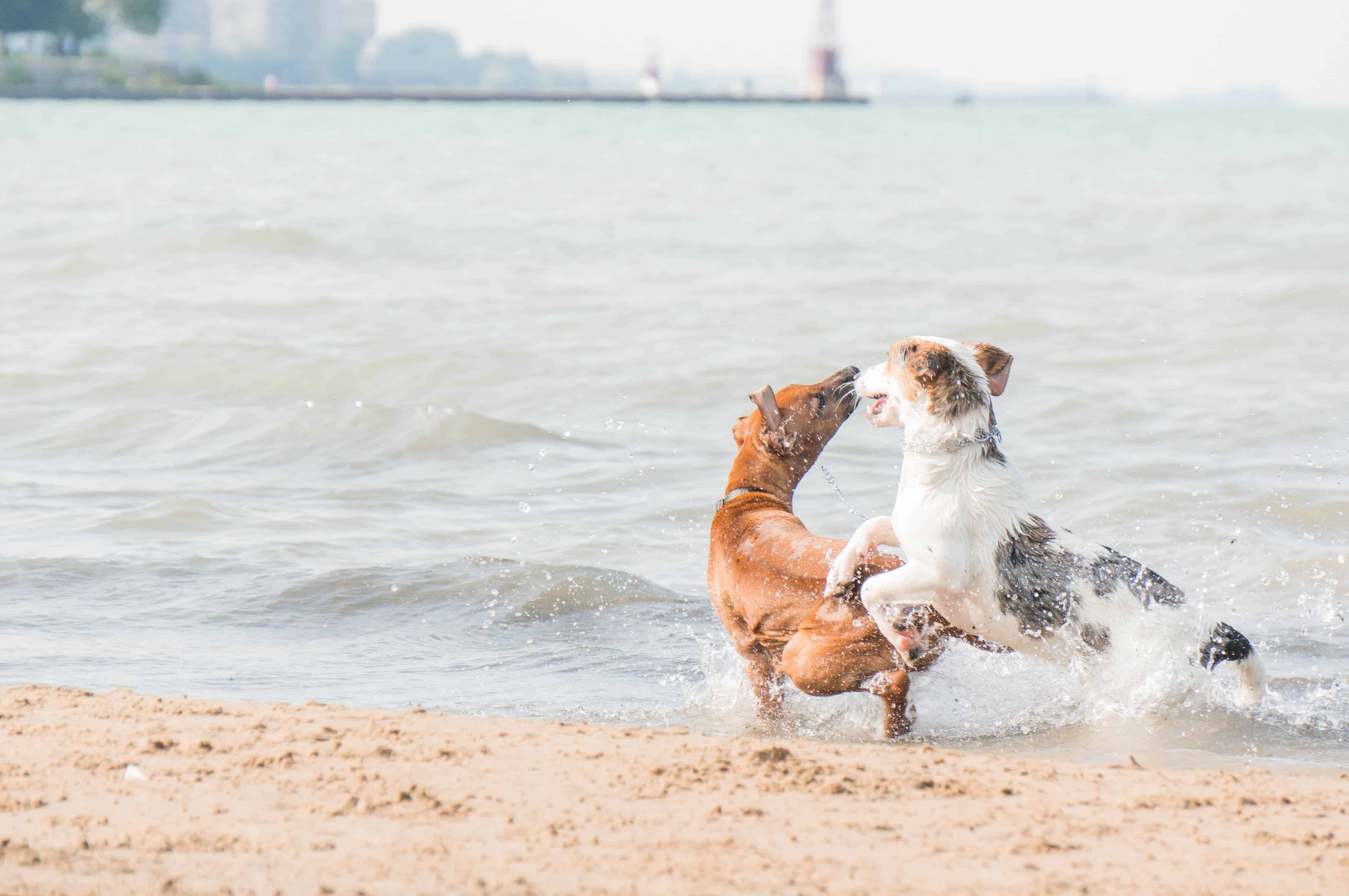 Rhodesian Ridgeback, puppy, dog beach, chicago, adventure, pet friendly, marking our territory