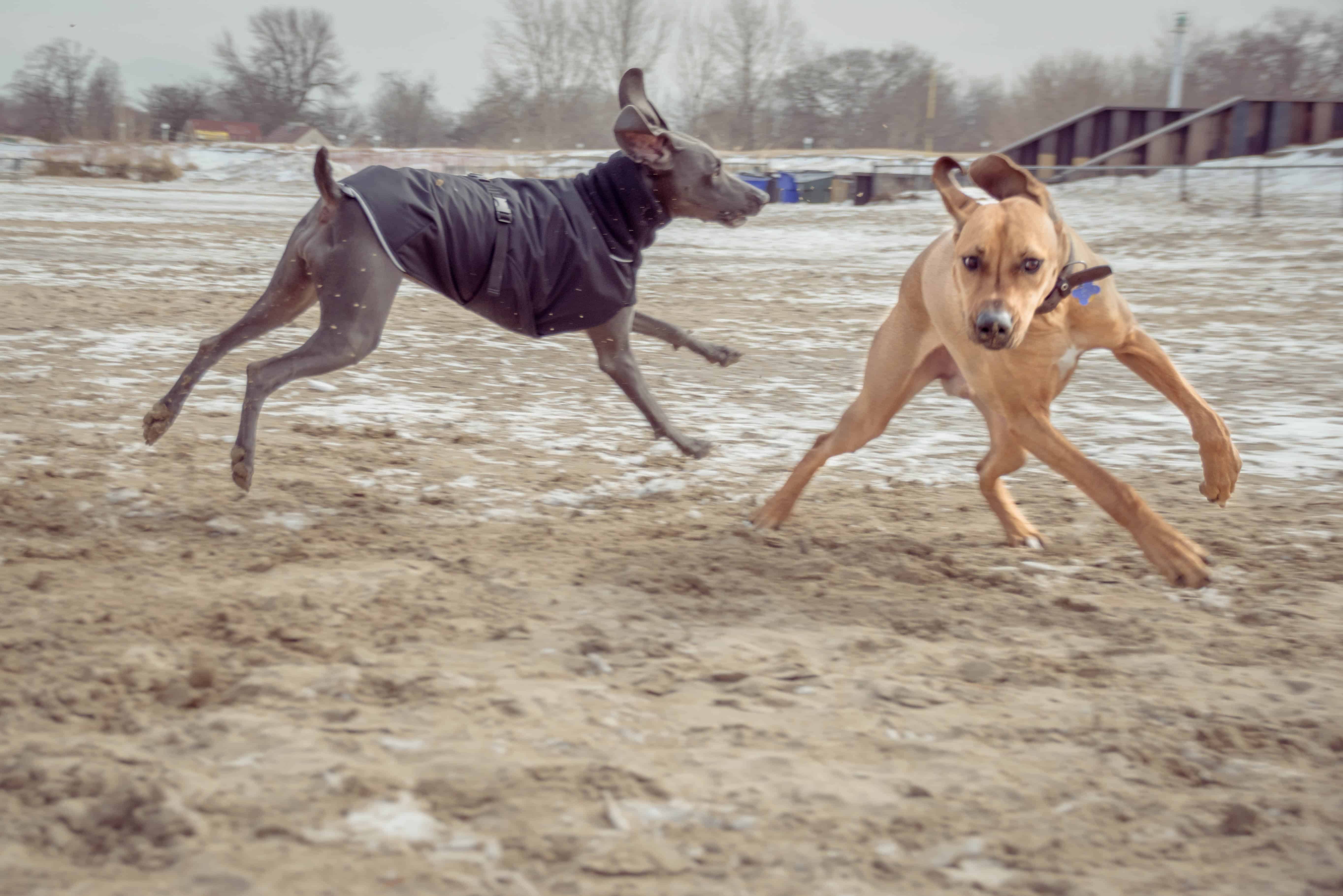 Rhodesian Ridgeback, puppy, dog beach, montrose dog beach, chicago,