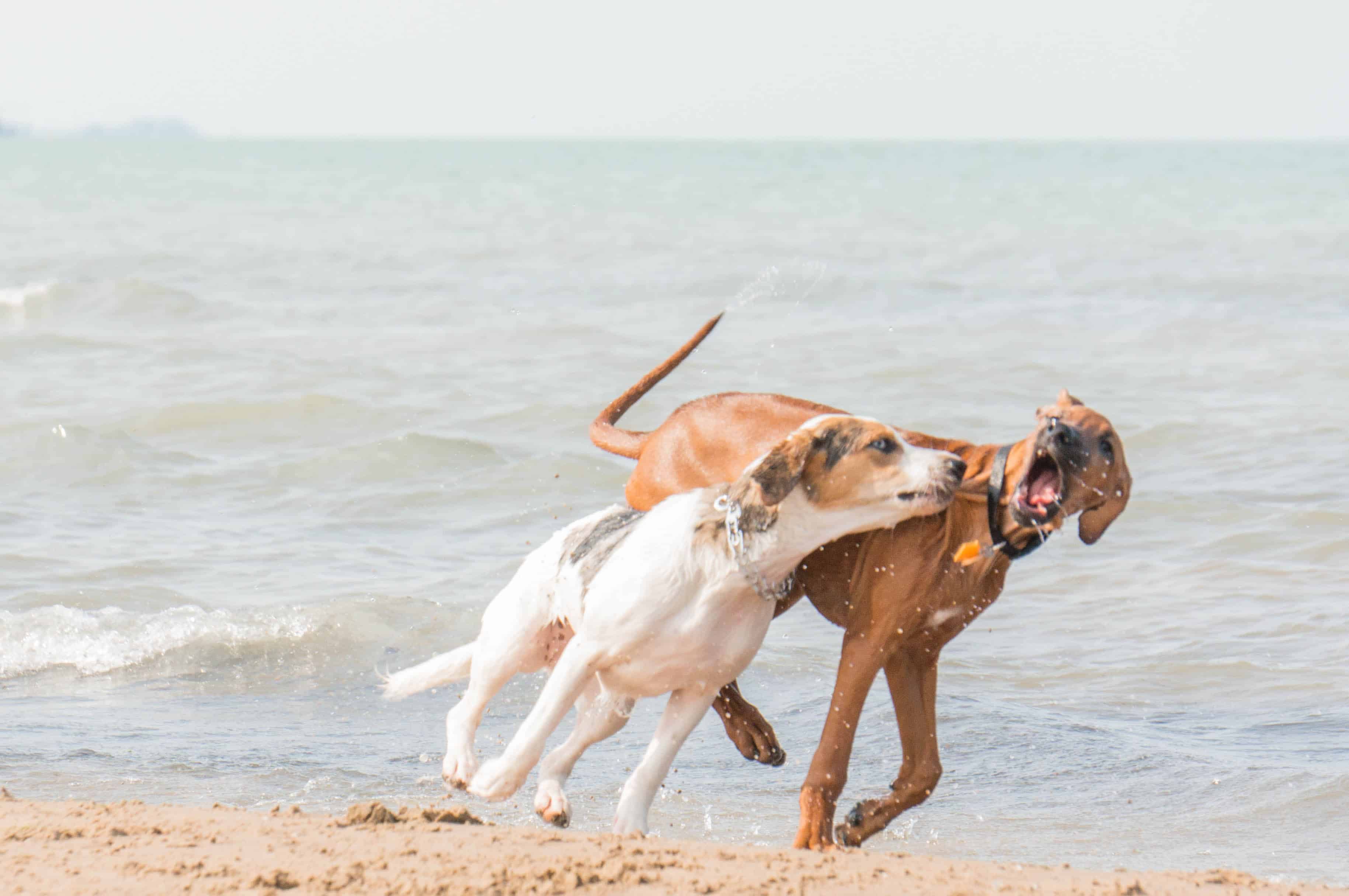 Rhodesian Ridgeback, puppy, dog beach, chicago, adventure, pet friendly, marking our territory