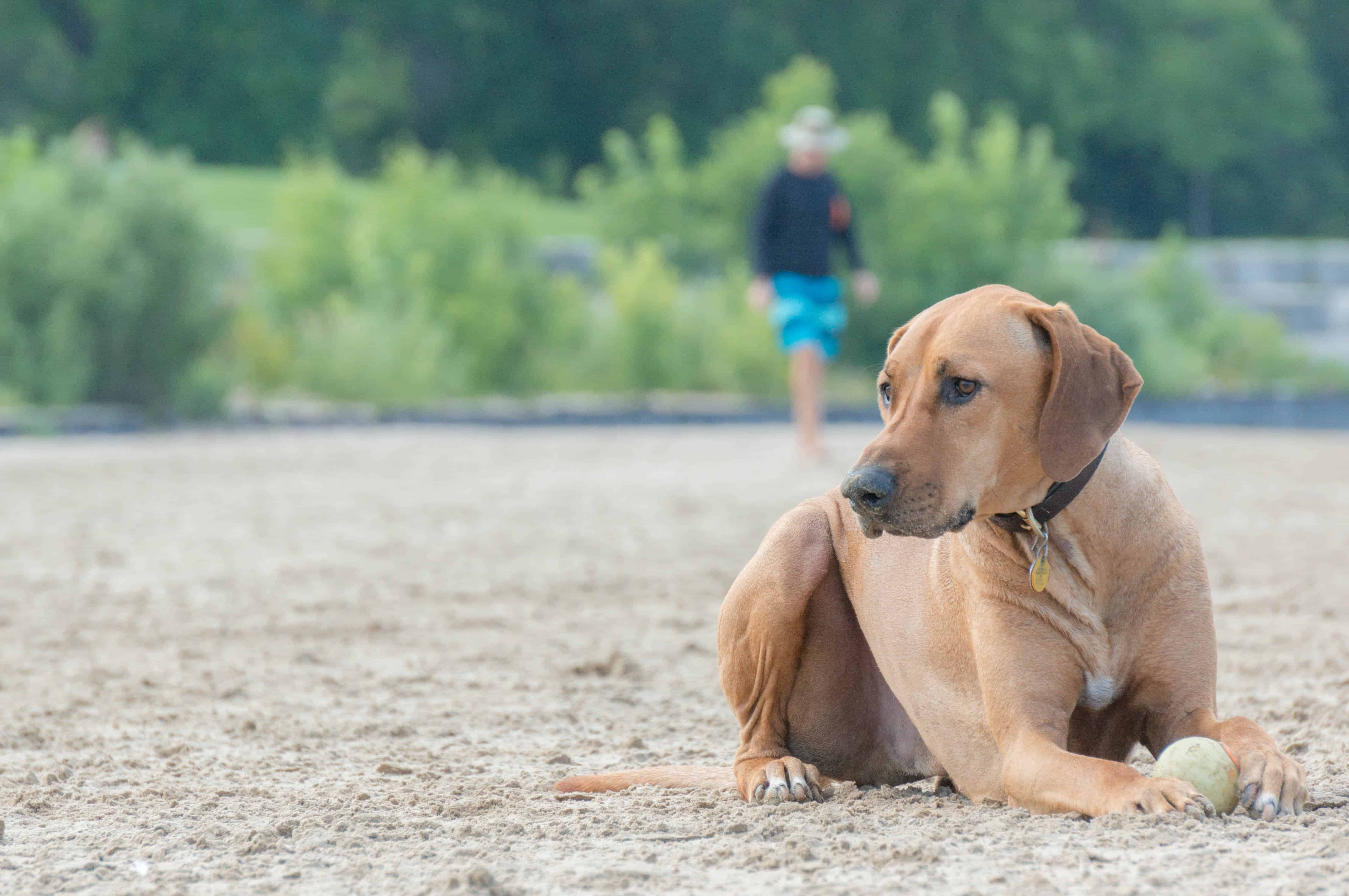 Rhodesian Ridgeback, puppy, dog beach, chicago, adventure, pet friendly, marking our territory