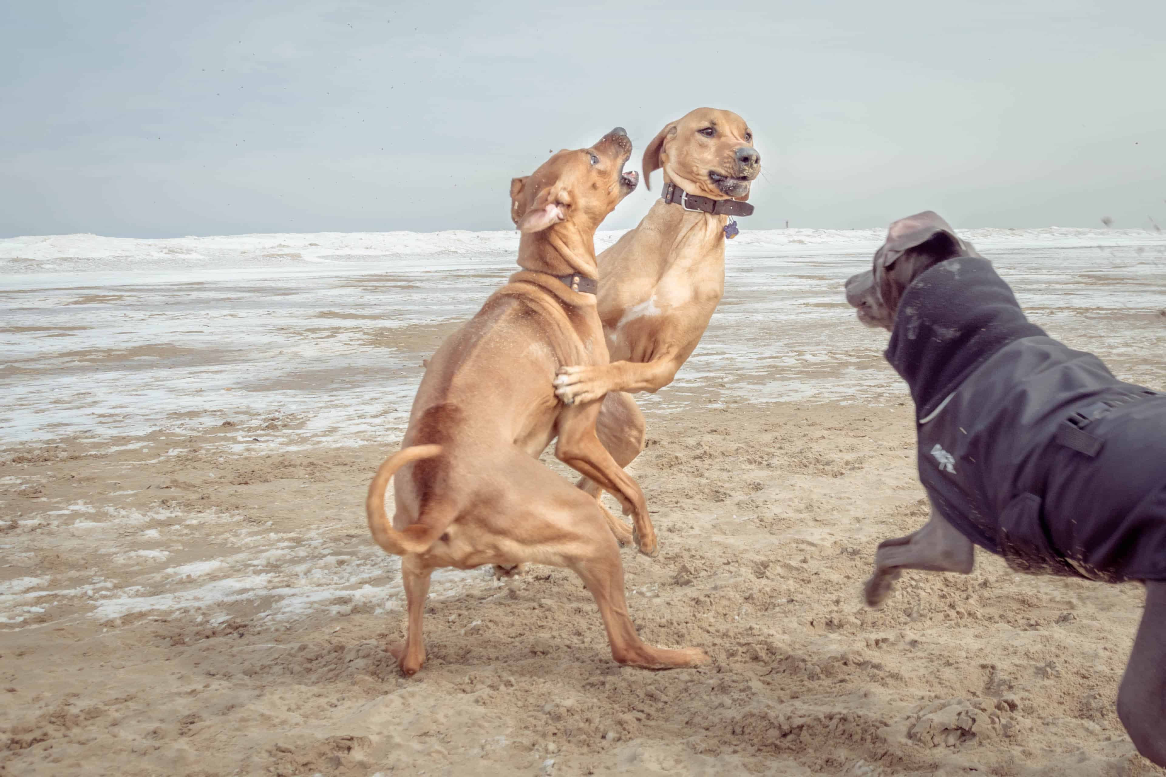 Rhodesian Ridgeback, puppy, dog beach, montrose dog beach, chicago,