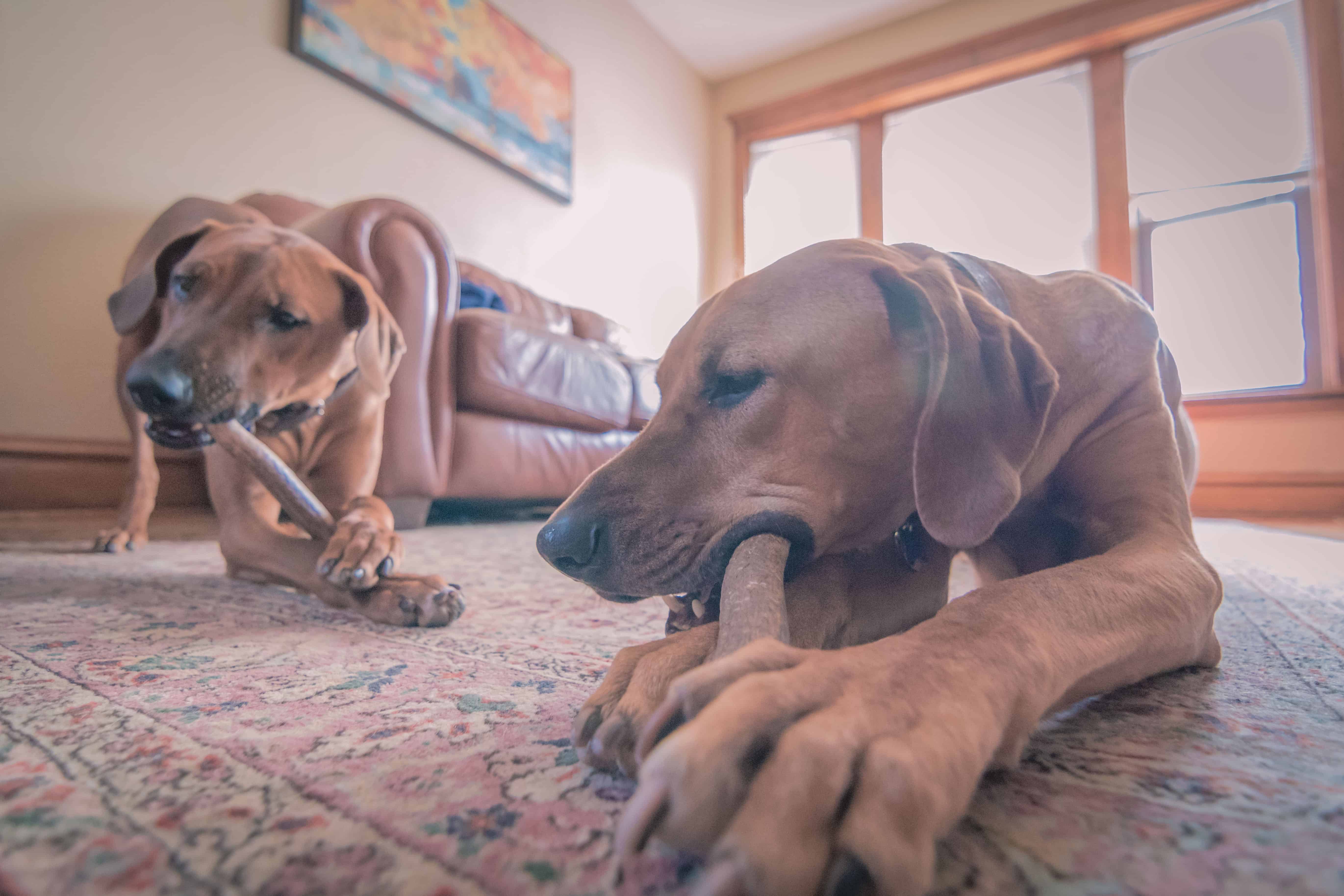 Rhodesian Ridgeback, puppy, photos, marking our territory, chicago