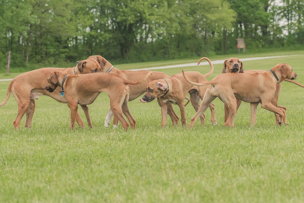 Rhodesian Ridgeback, Lure Coursing, Marking Our Territory