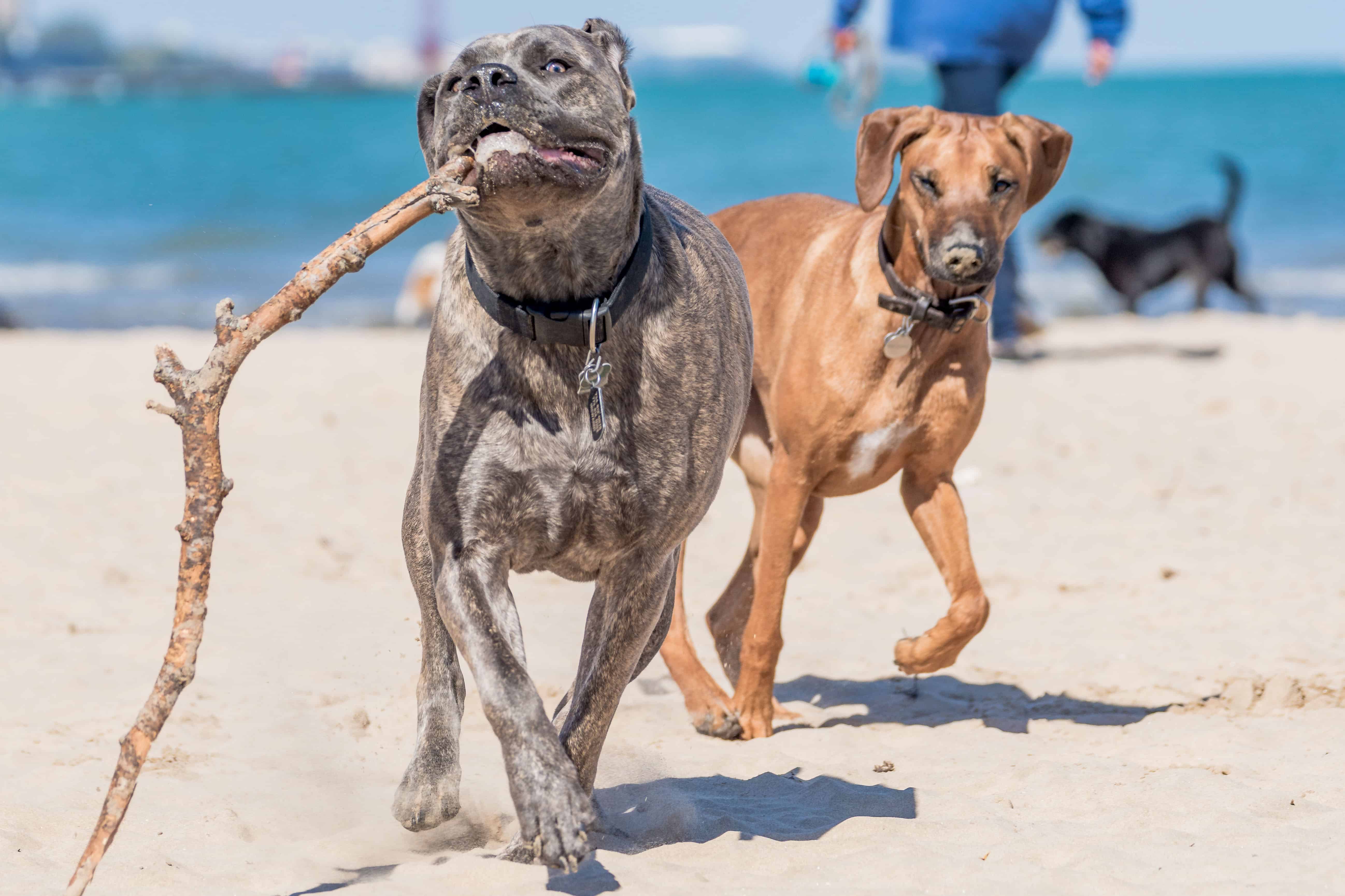 Rhodesian Ridgeback, Montrose Dog Beach, Chicago