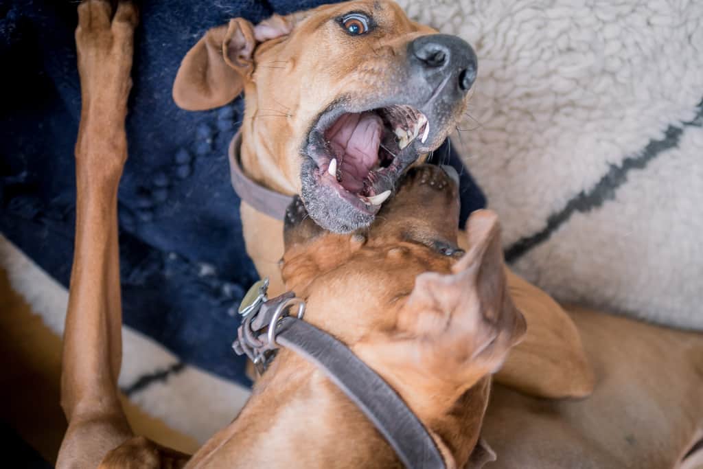 Rhodesian Ridgeback, blog, chicago, adventure, puppy 