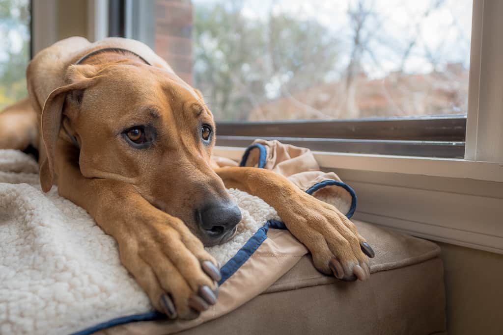 Rhodesian Ridgeback, blog, puppy, cute, chicago