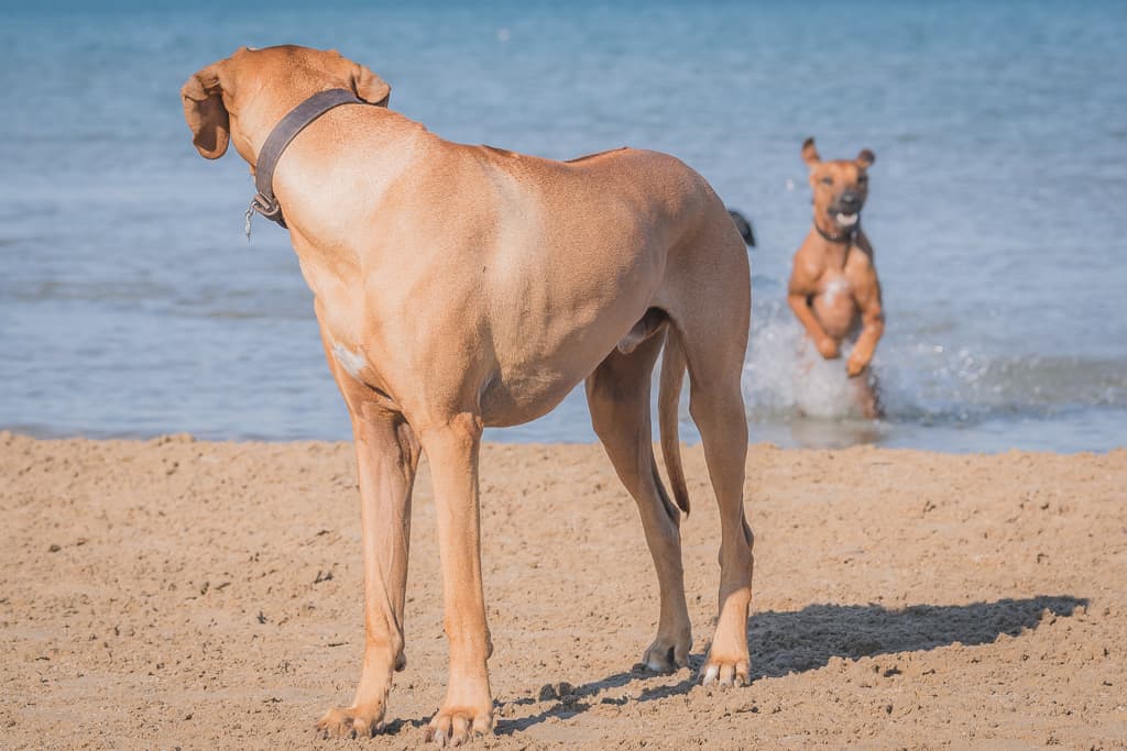 Rhodesian Ridgeback, blog, montrose dog beach, chicago, puppy, adventure