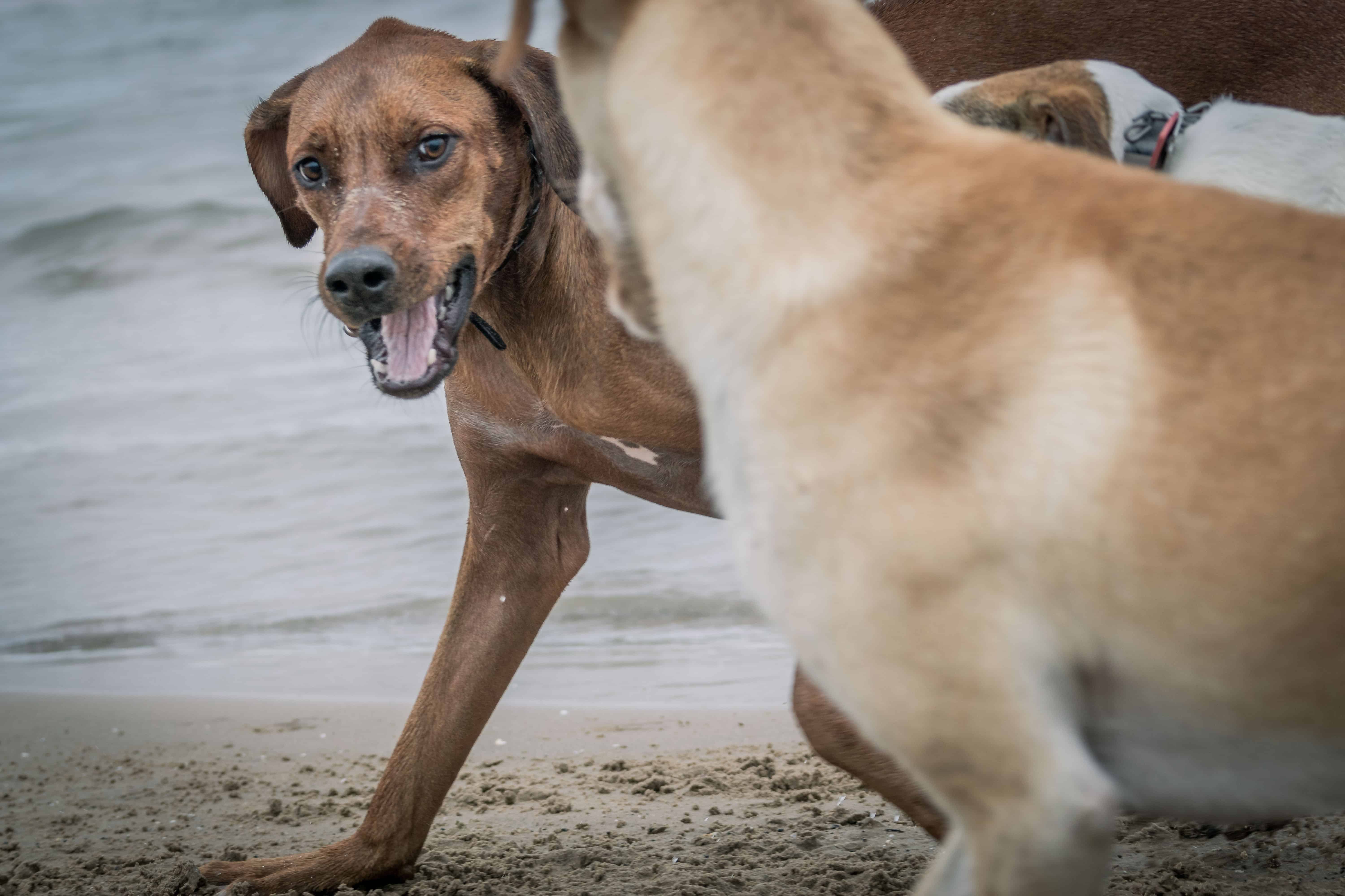 Rhodesian Ridgeback, Chicago, Marking Our Territory