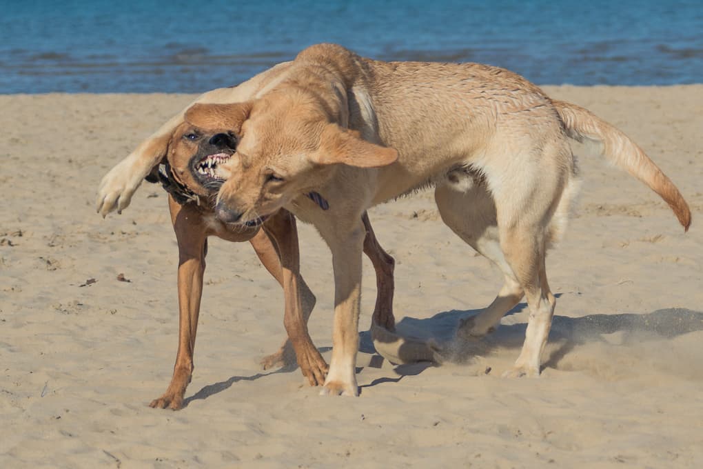 Montrose Dog Beach, Chicago, Rhodesian Ridgeback, Yellow Lab