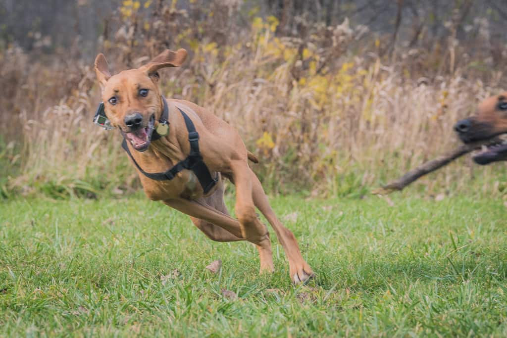 Rhodesian Ridgeback, blog, adventure, chicago, marking our territory, prairie wolf