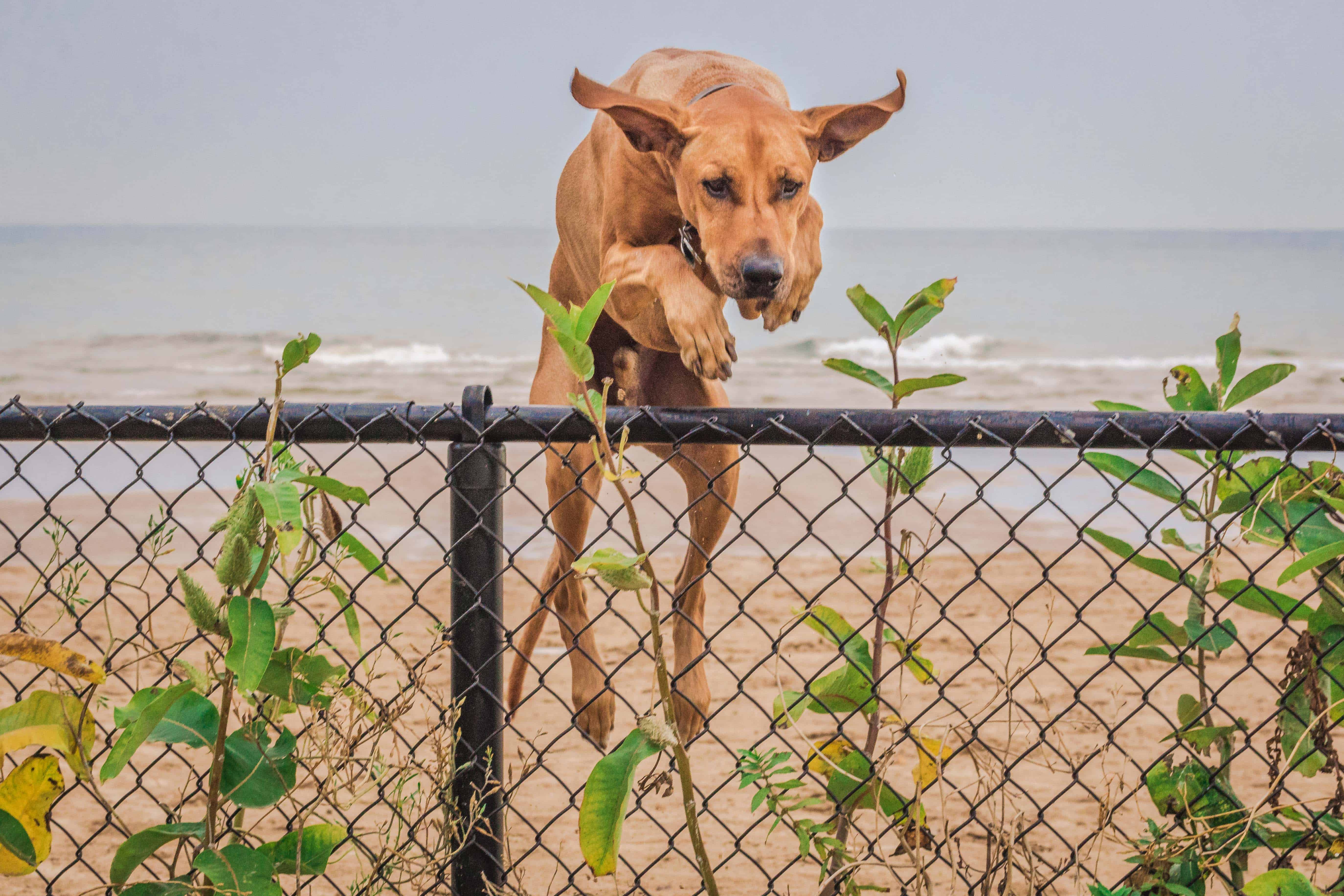 Rhodesian Ridgeback. losing a dog