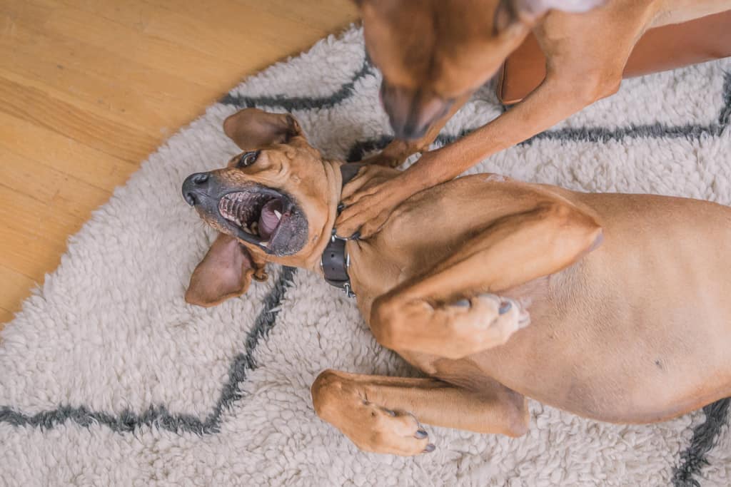 Rhodesian RIdgeback, blog, chicago, adventure