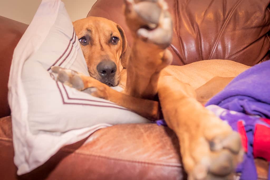 Rhodesian Ridgeback, blog, chicago, puppy, adventure