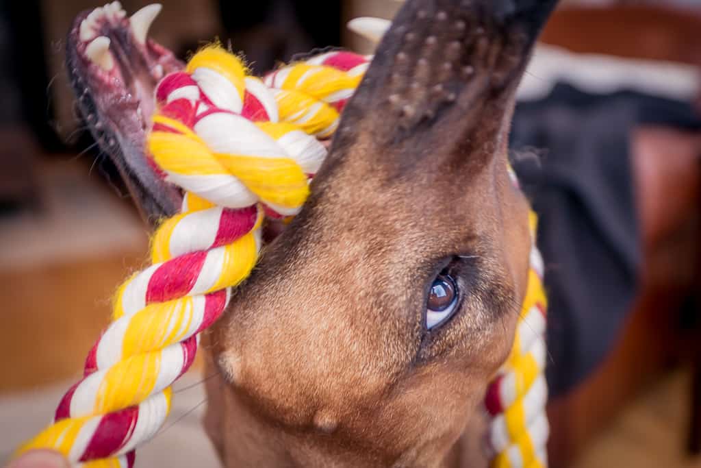 Rhodesian Ridgeback, puppy, cute, chicago, blog