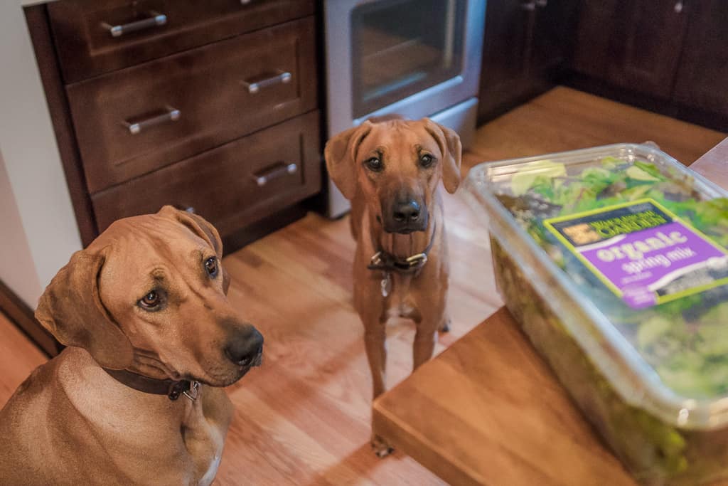 Rhodesian Ridgeback, blog, adventure, chicago