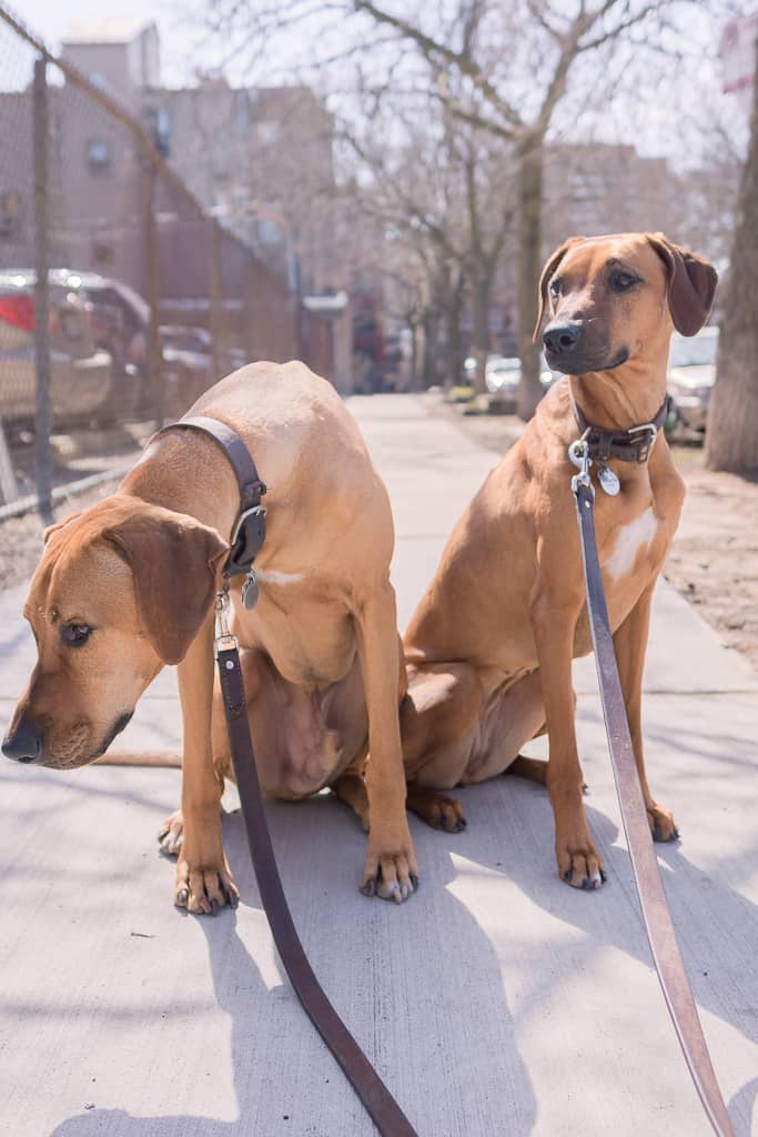 Rhodesian Ridgeback, blog, chicago, adventure