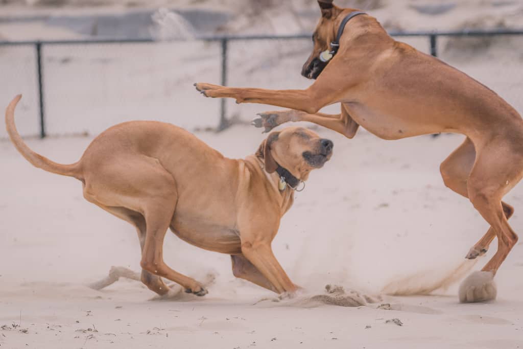 Rhodesian Ridgeback, blog, montrose dog beach, chicago, adventure