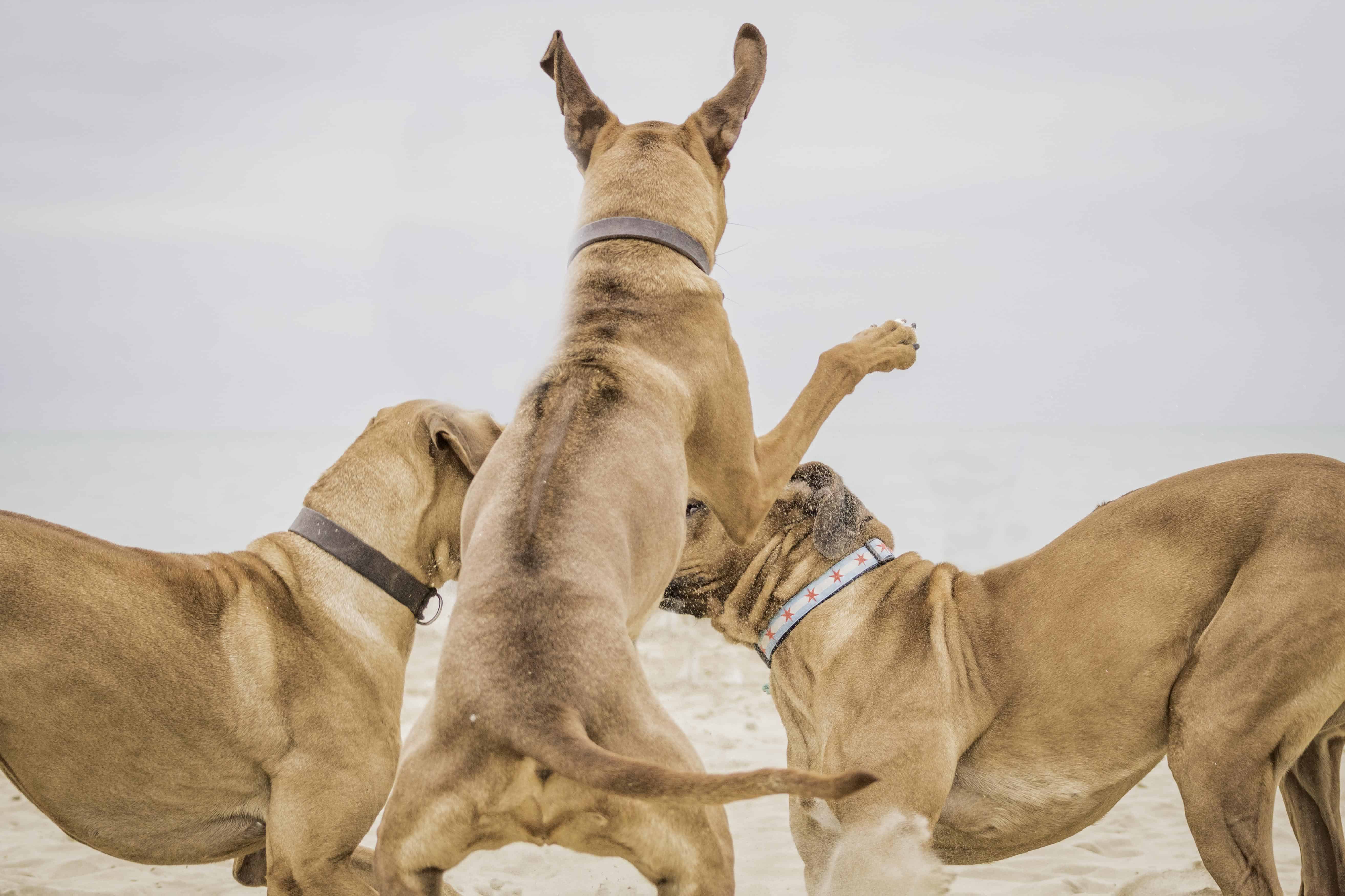 Rhodesian Ridgeback, montrose dog beach, chicago, blog, adventure,