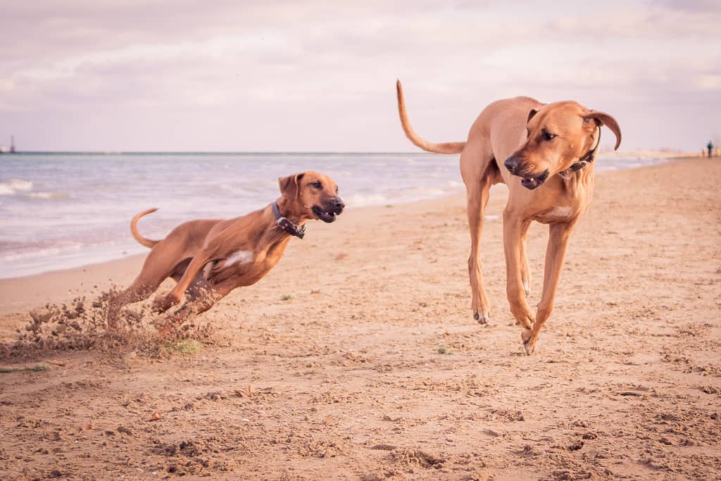 Rhodesian Ridgeback, blog, chicago, puppy, adventure