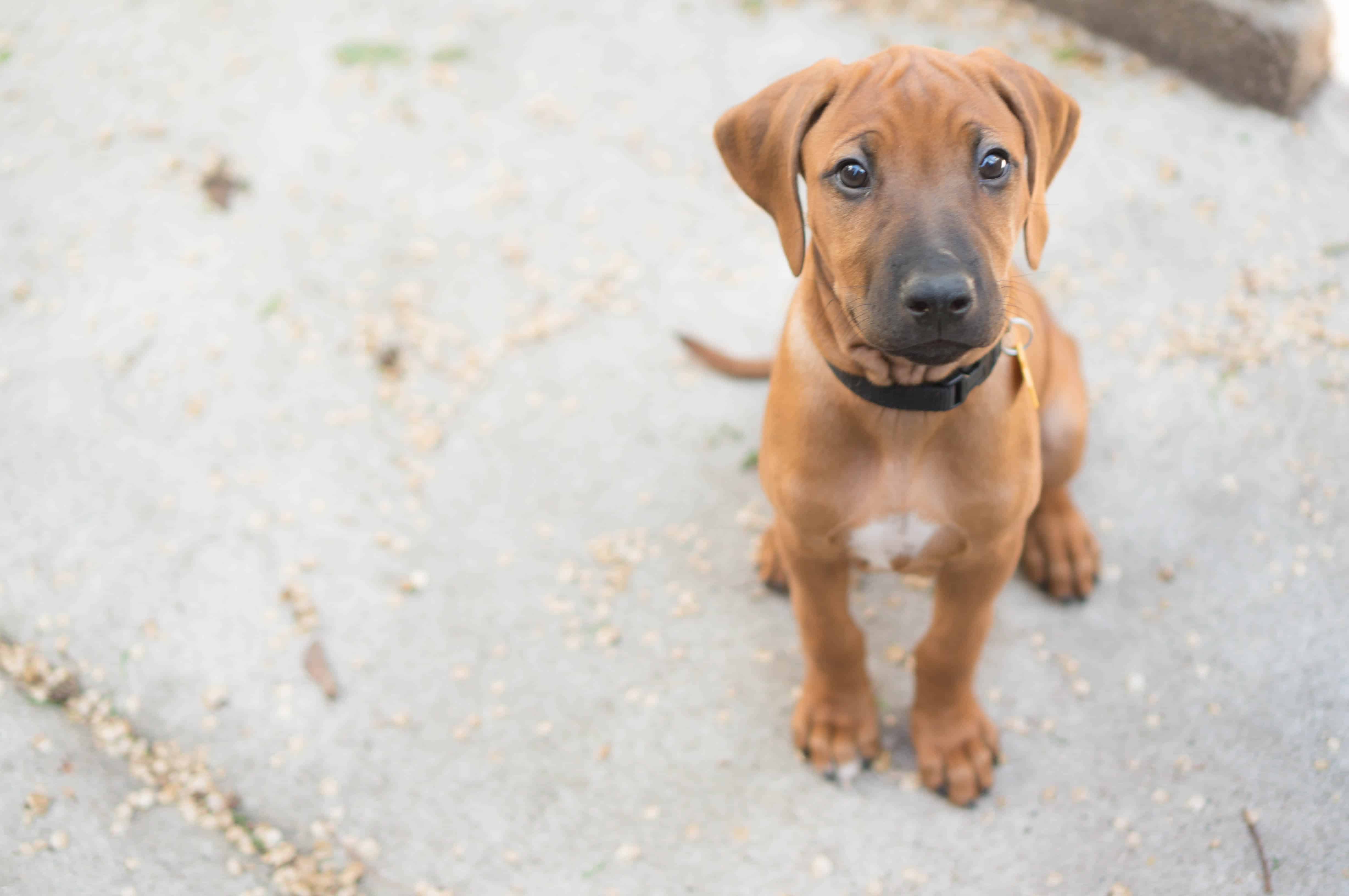 Rhodesian Ridgeback, puppy, blog, adventure