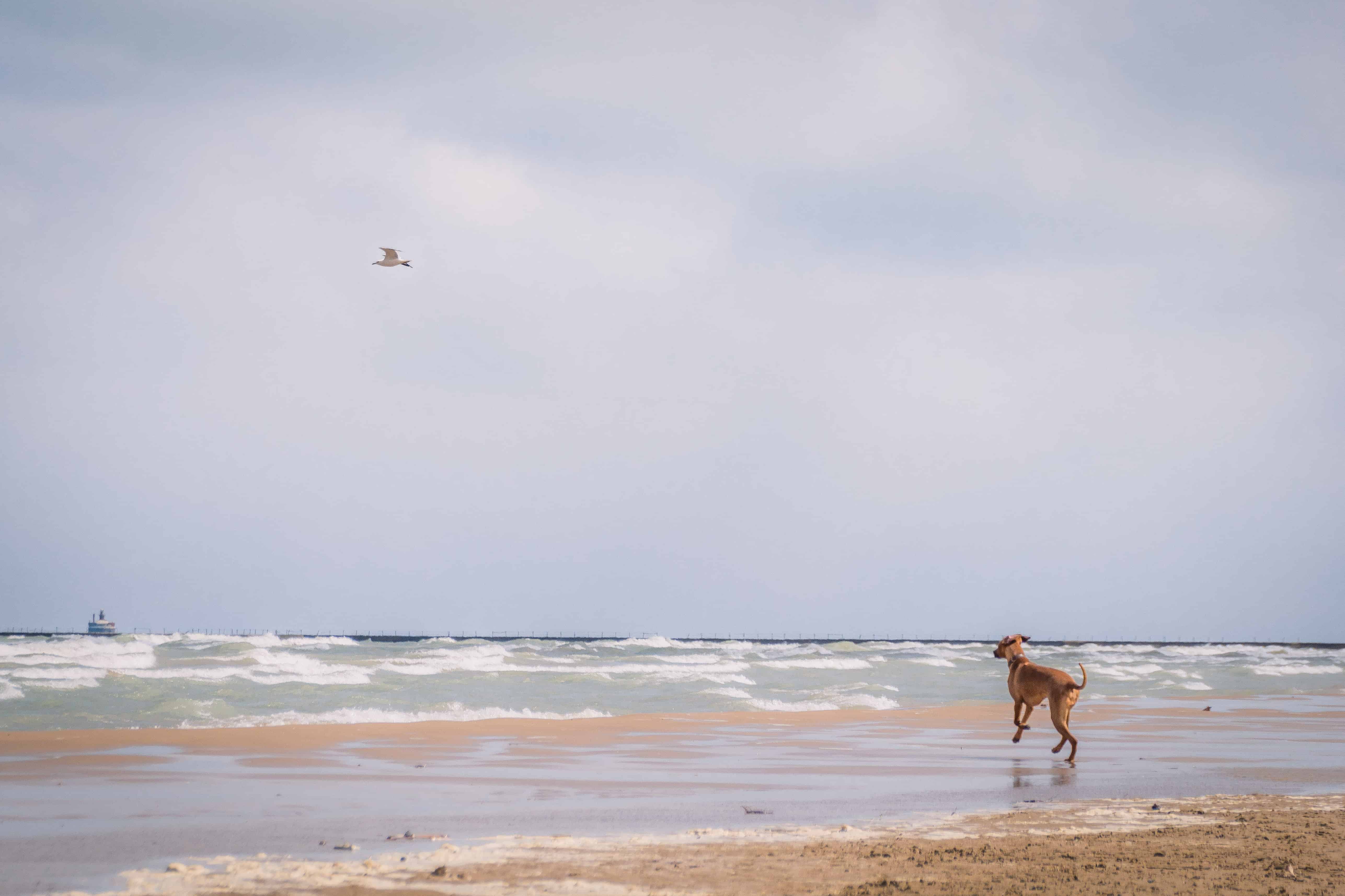 Rhodesian Ridgeback, puppy, montrose beach, chicago, adventure,  marking our territory