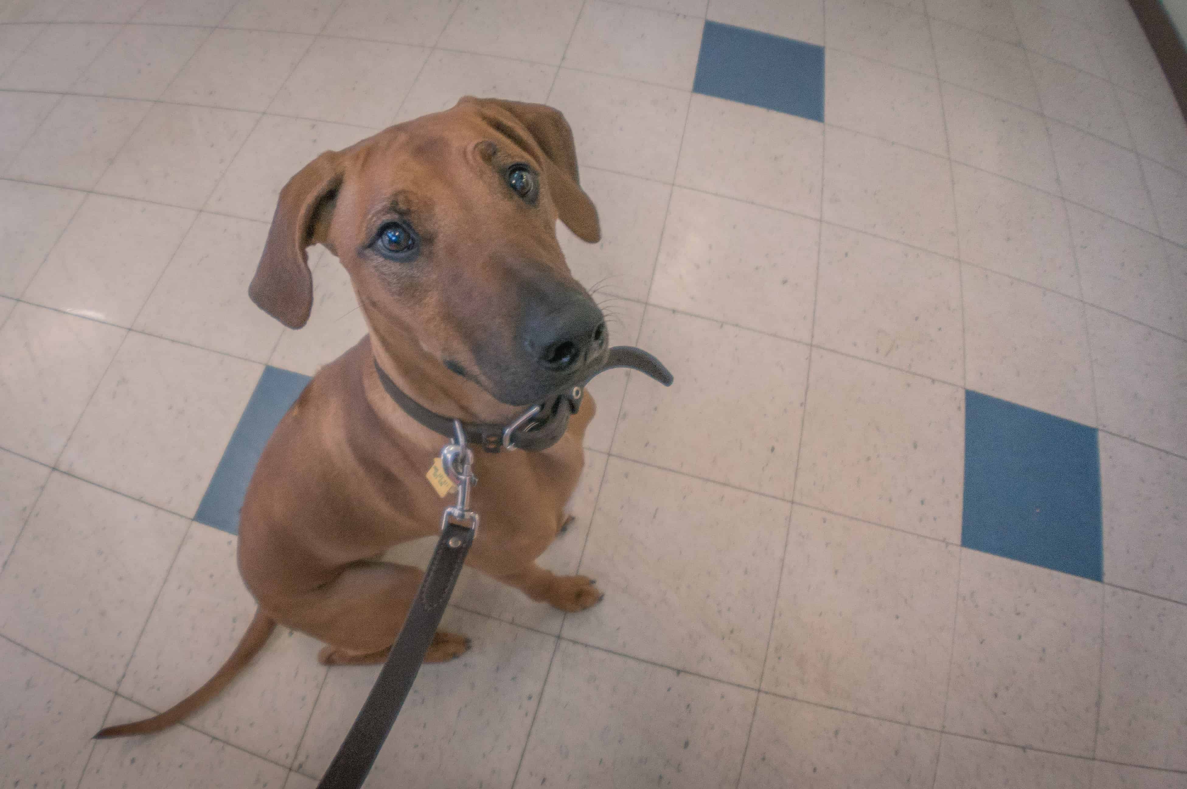 Rhodesian Ridgeback, chicago, agility, puppy