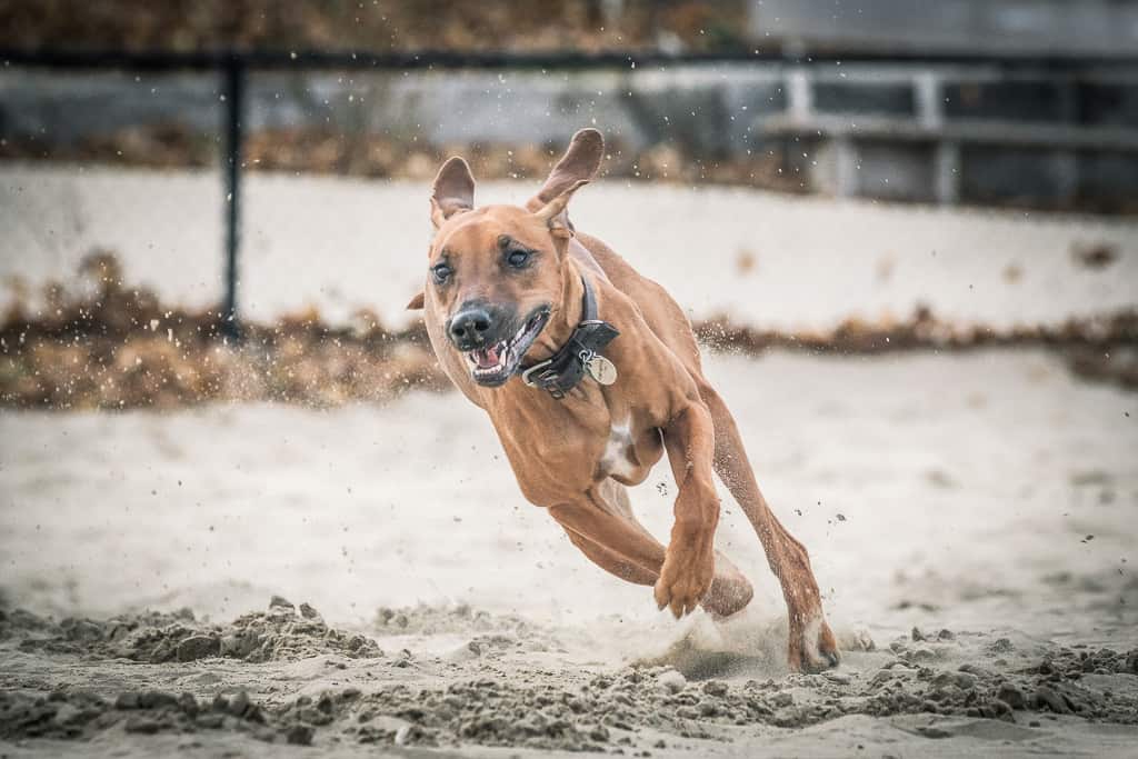 Rhodesian Ridgeback, chicago, montrose dog beach, blog, adventure