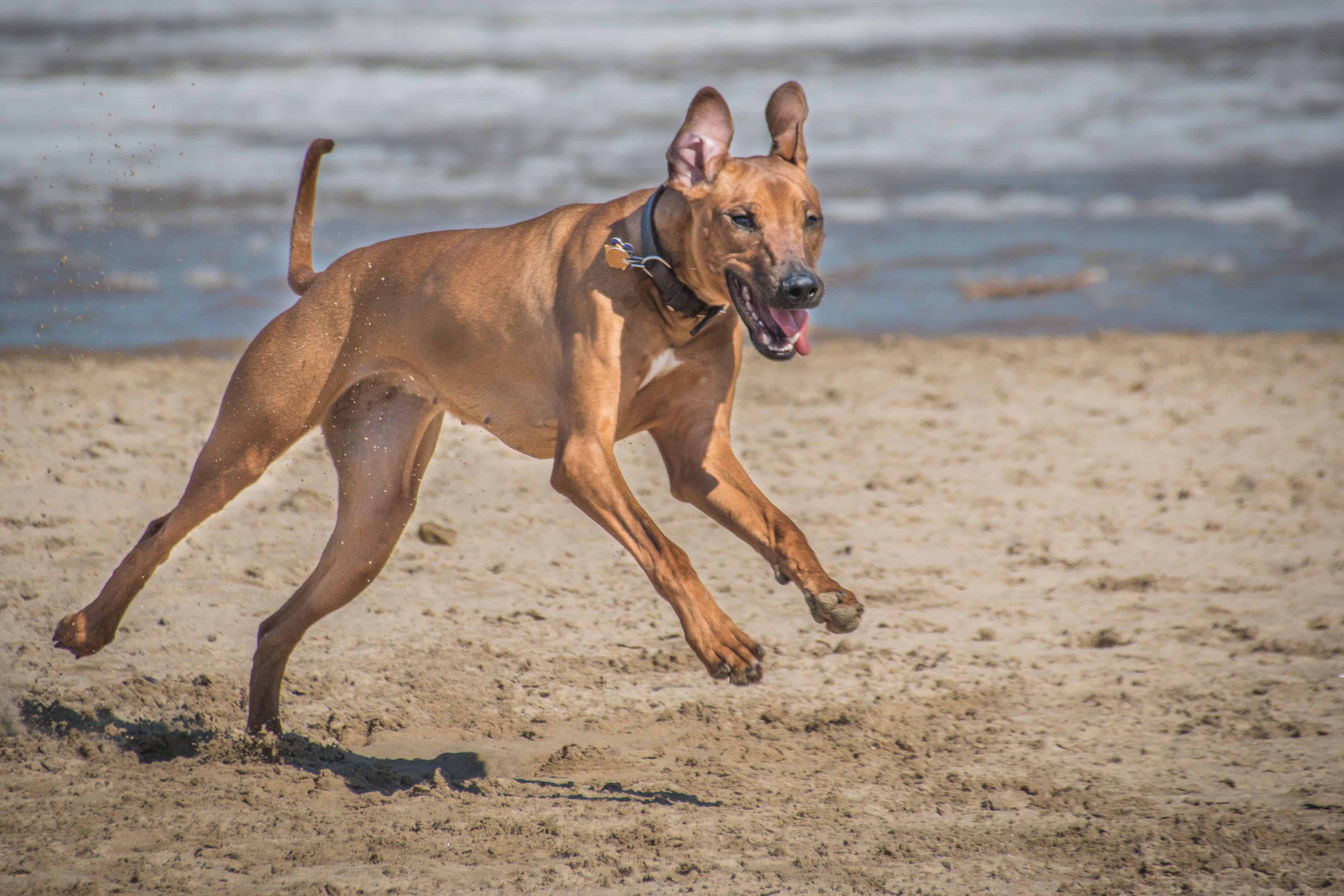 Rhodesian Ridgeback, puppy, montrose beach, chicago, adventure,  marking our territory