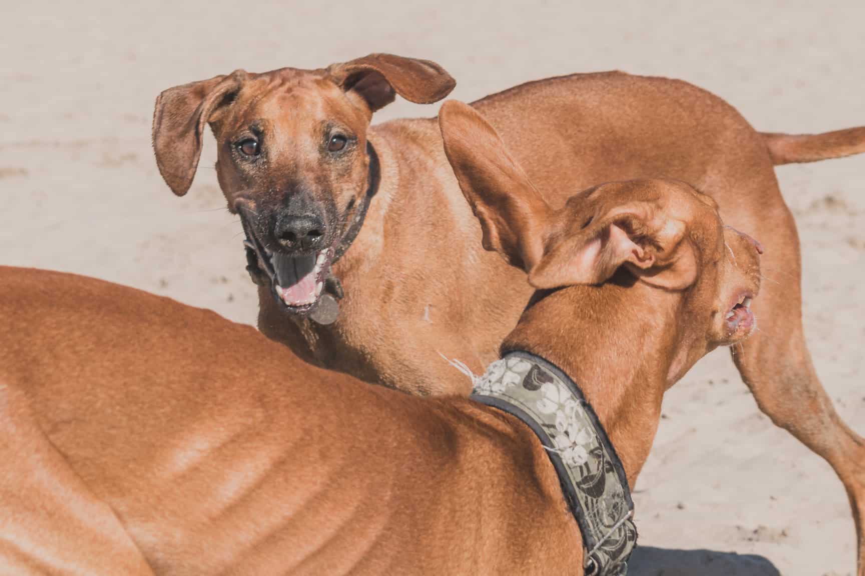 Rhodesian Ridgeback, Chicago, Montrose Dog Beach, Adventure, Marking Our Territory