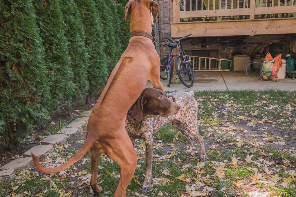 Rhodesian Ridgeback, German Shorthaired Pointer, Chicago, Marking Our Territory