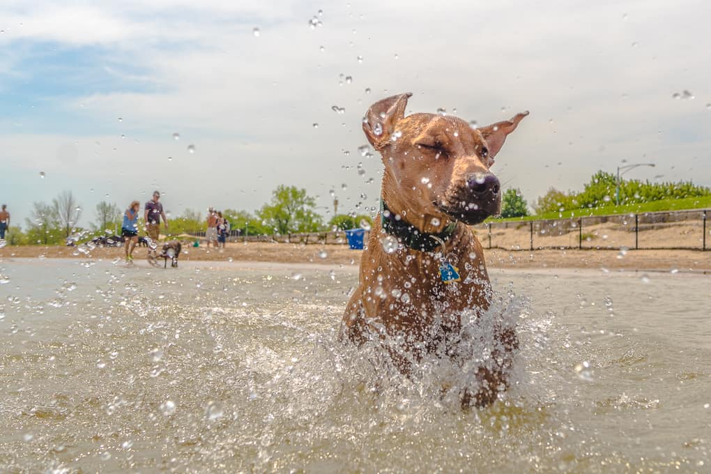 Rhodesian Ridgeback, montrose dog beach, chicago, marking our territory, puppy