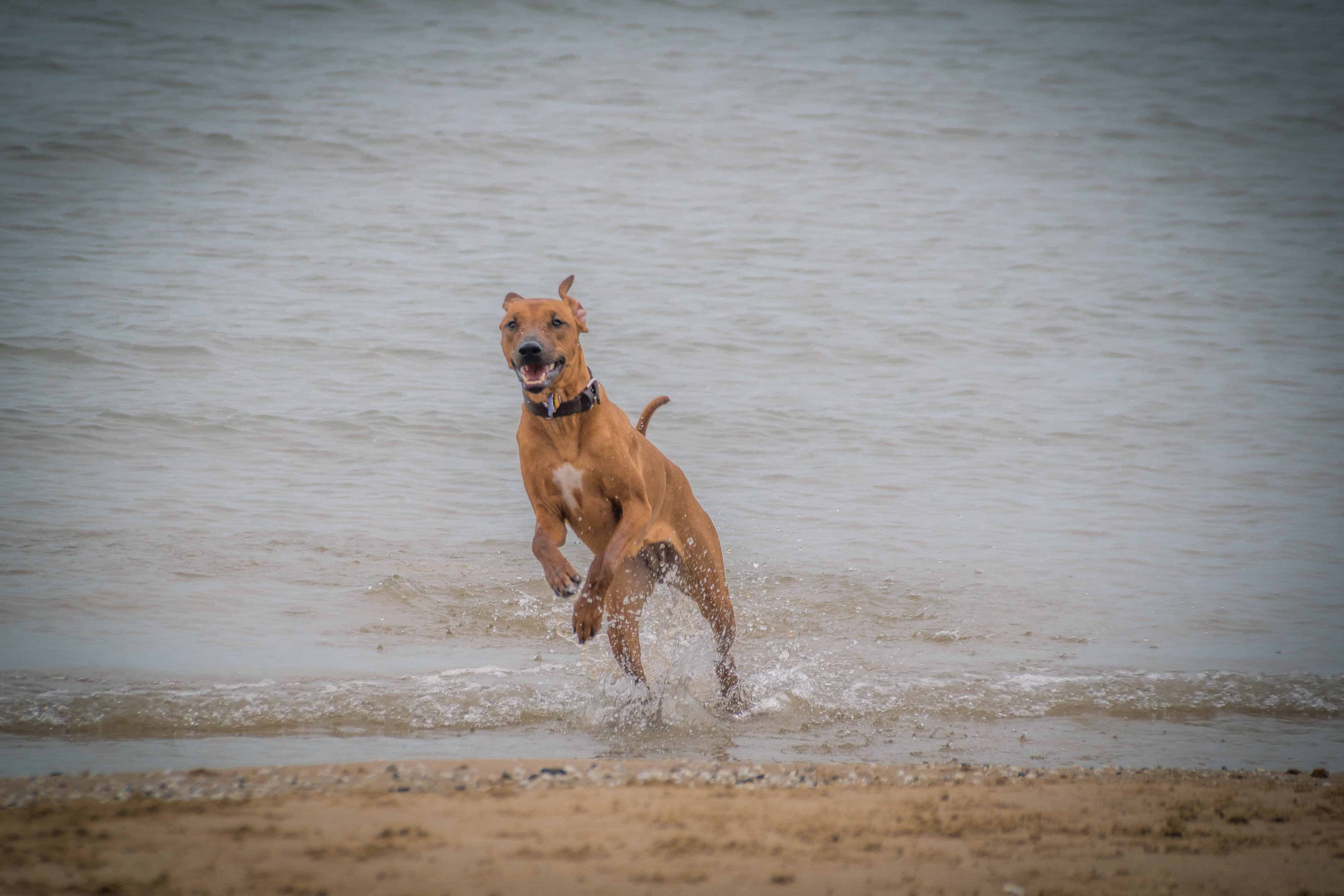 Rhodesian Ridgeback, puppy, montrose beach, chicago, adventure,  marking our territory