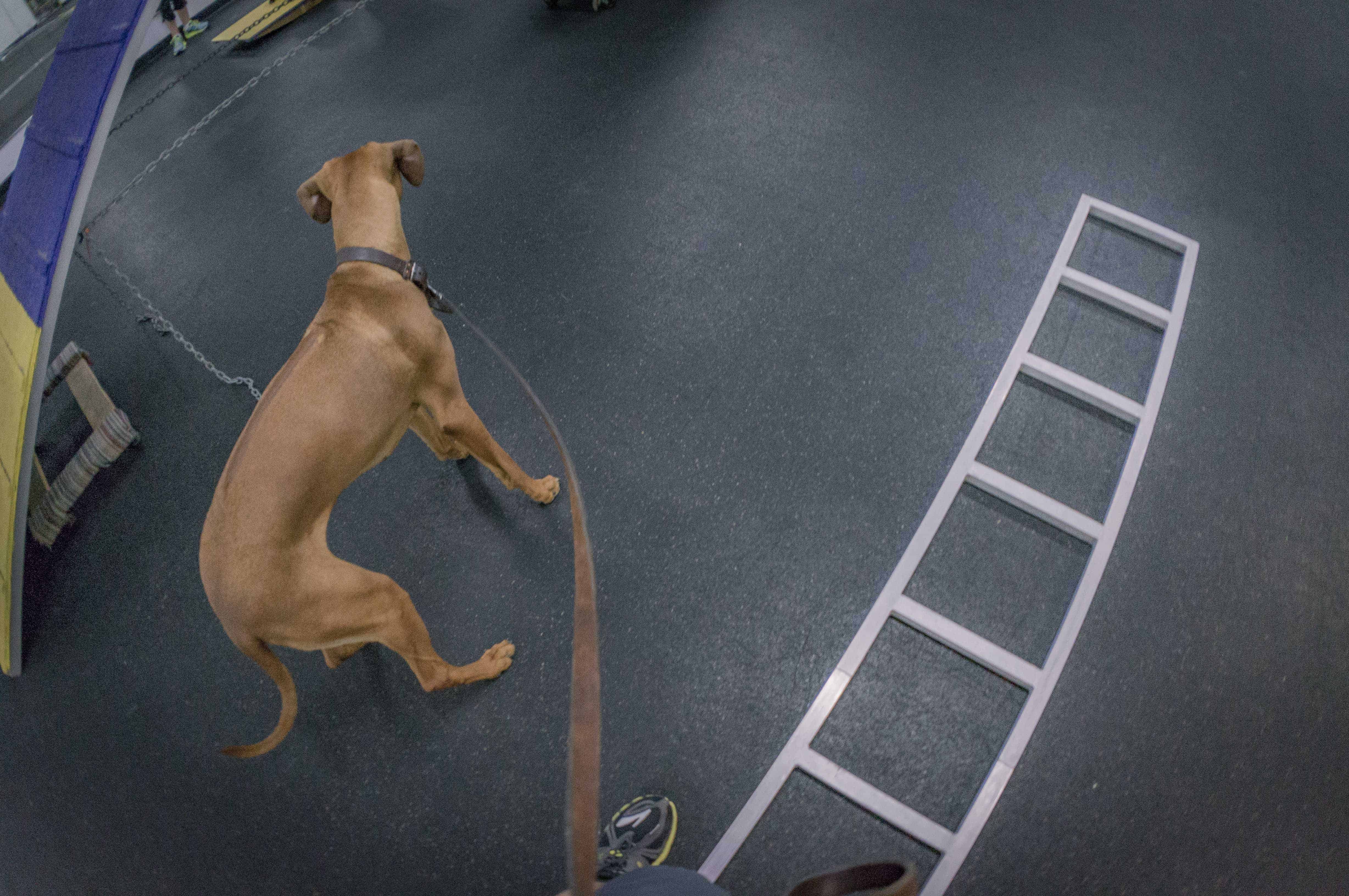 Rhodesian Ridgeback, chicago, agility, puppy