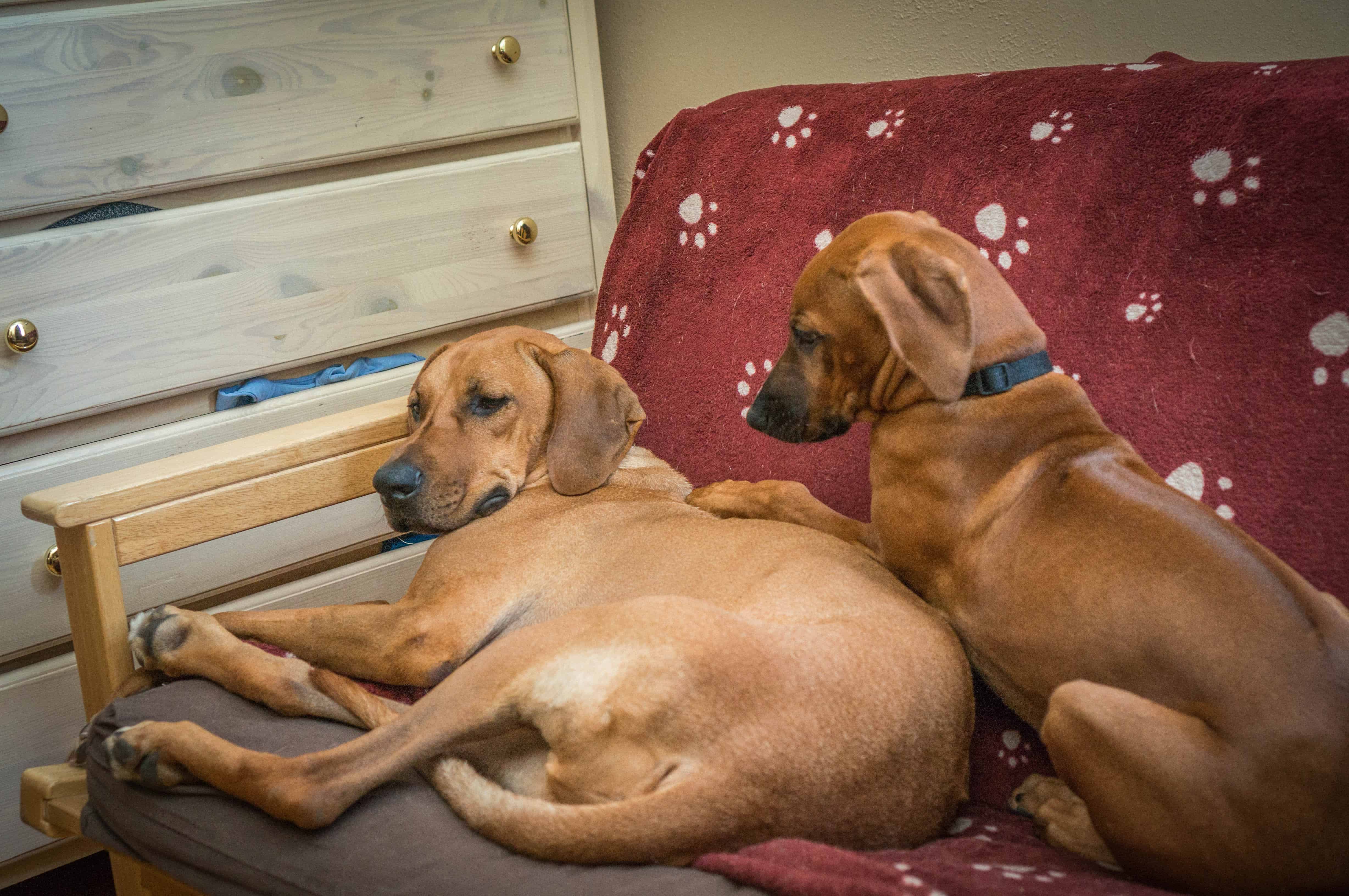 Rhodesian RIdgeback, puppy, photo, adventure, dogs, marking our territory