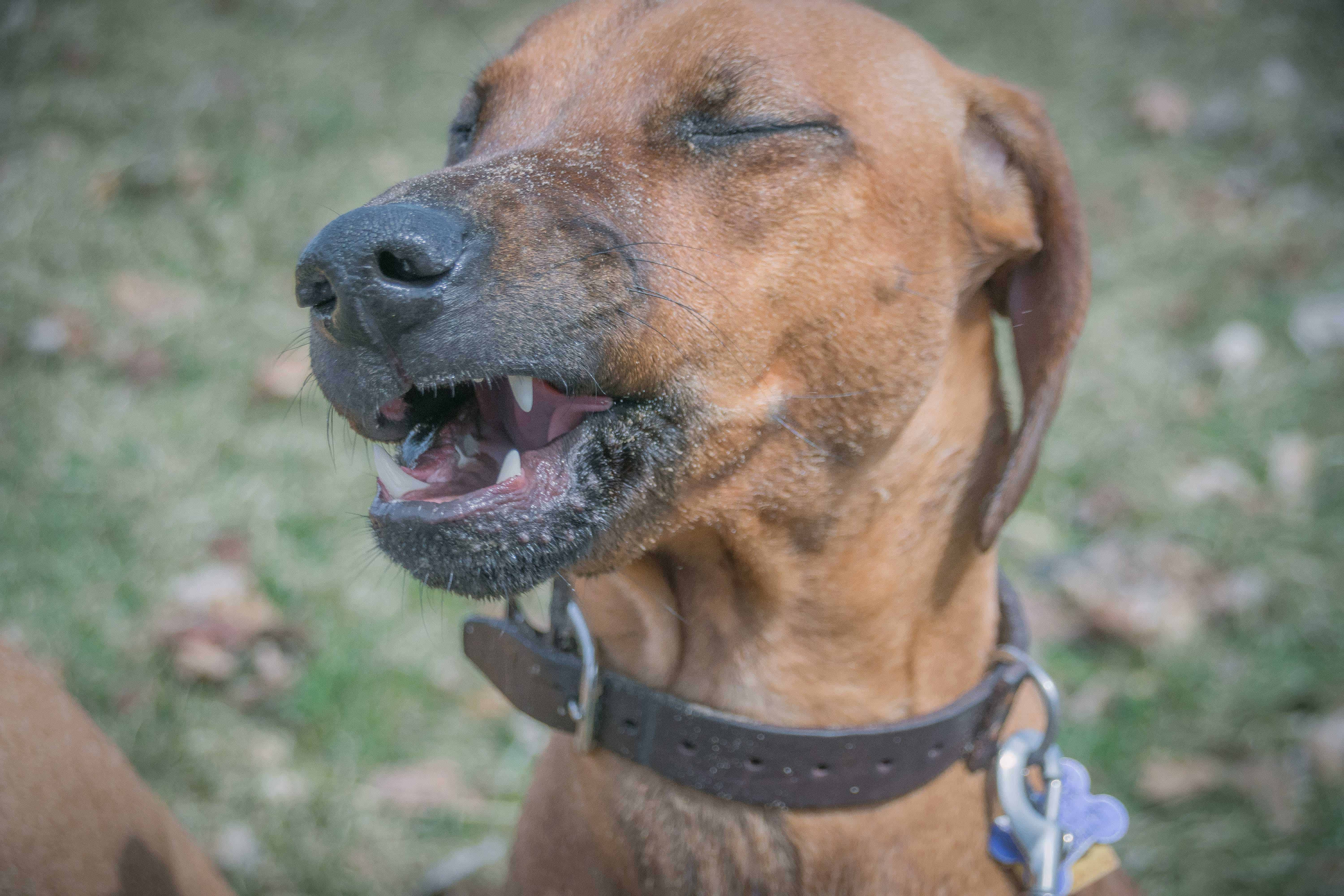 Rhodesian Ridgeback, puppy, montrose beach, chicago, adventure,  marking our territory