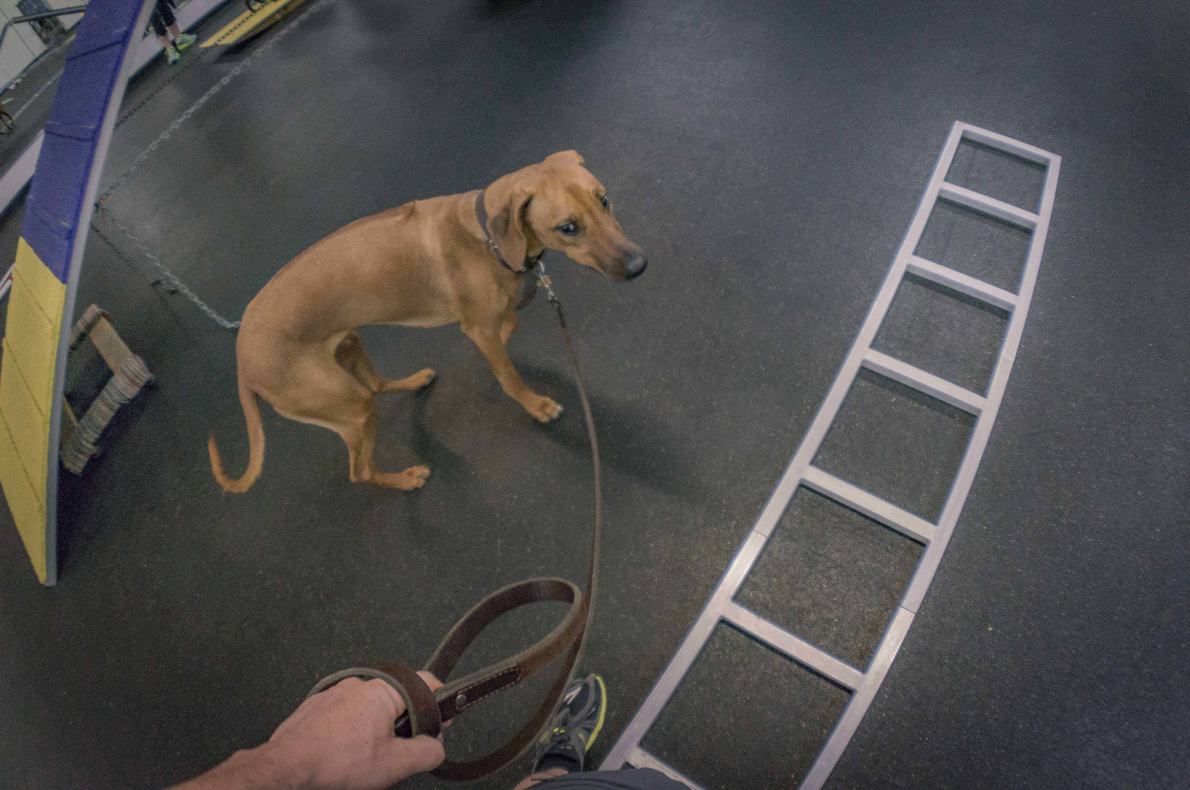 Rhodesian Ridgeback, chicago, agility, puppy