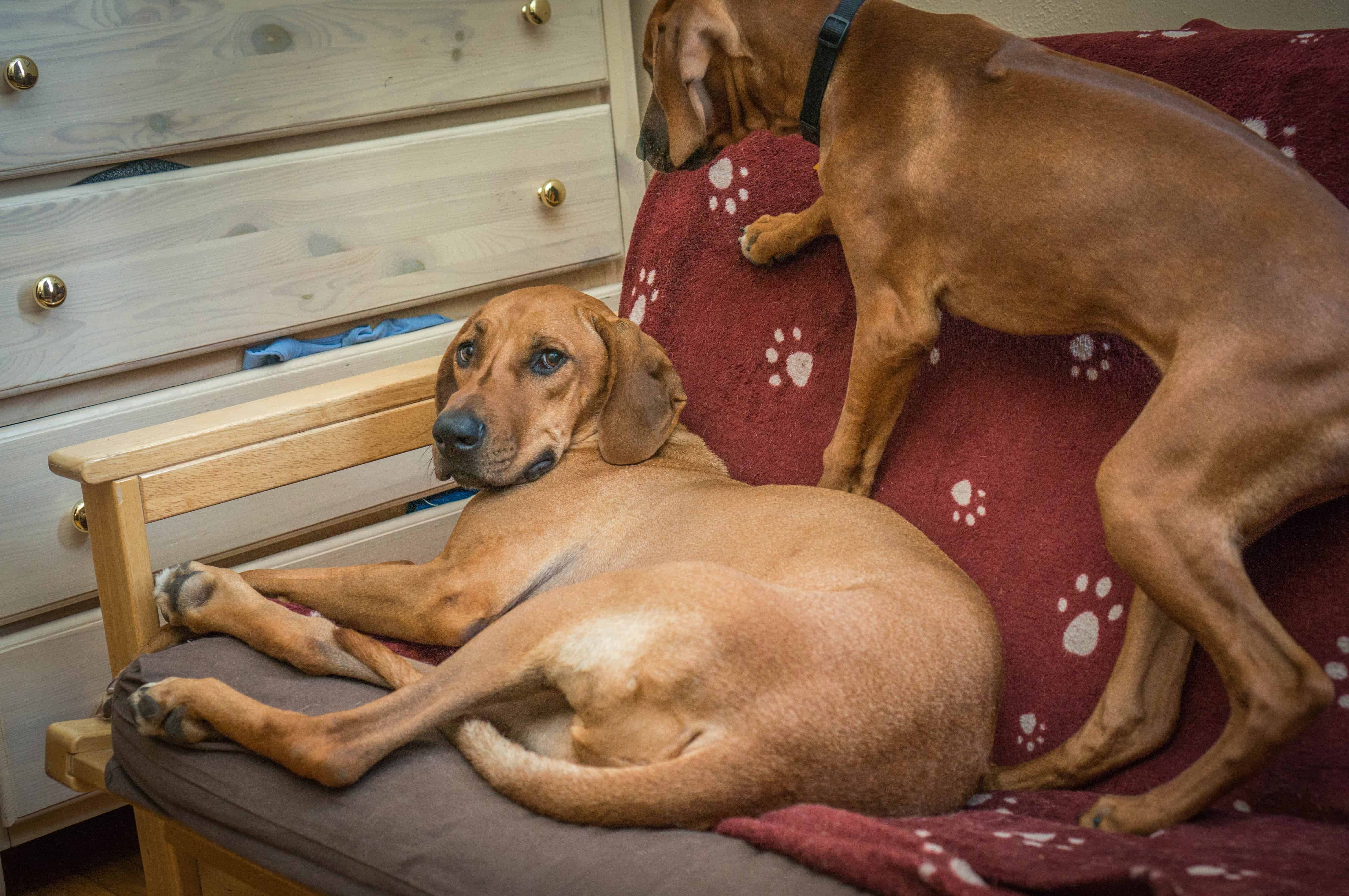 Rhodesian RIdgeback, puppy, photo, adventure, dogs, marking our territory