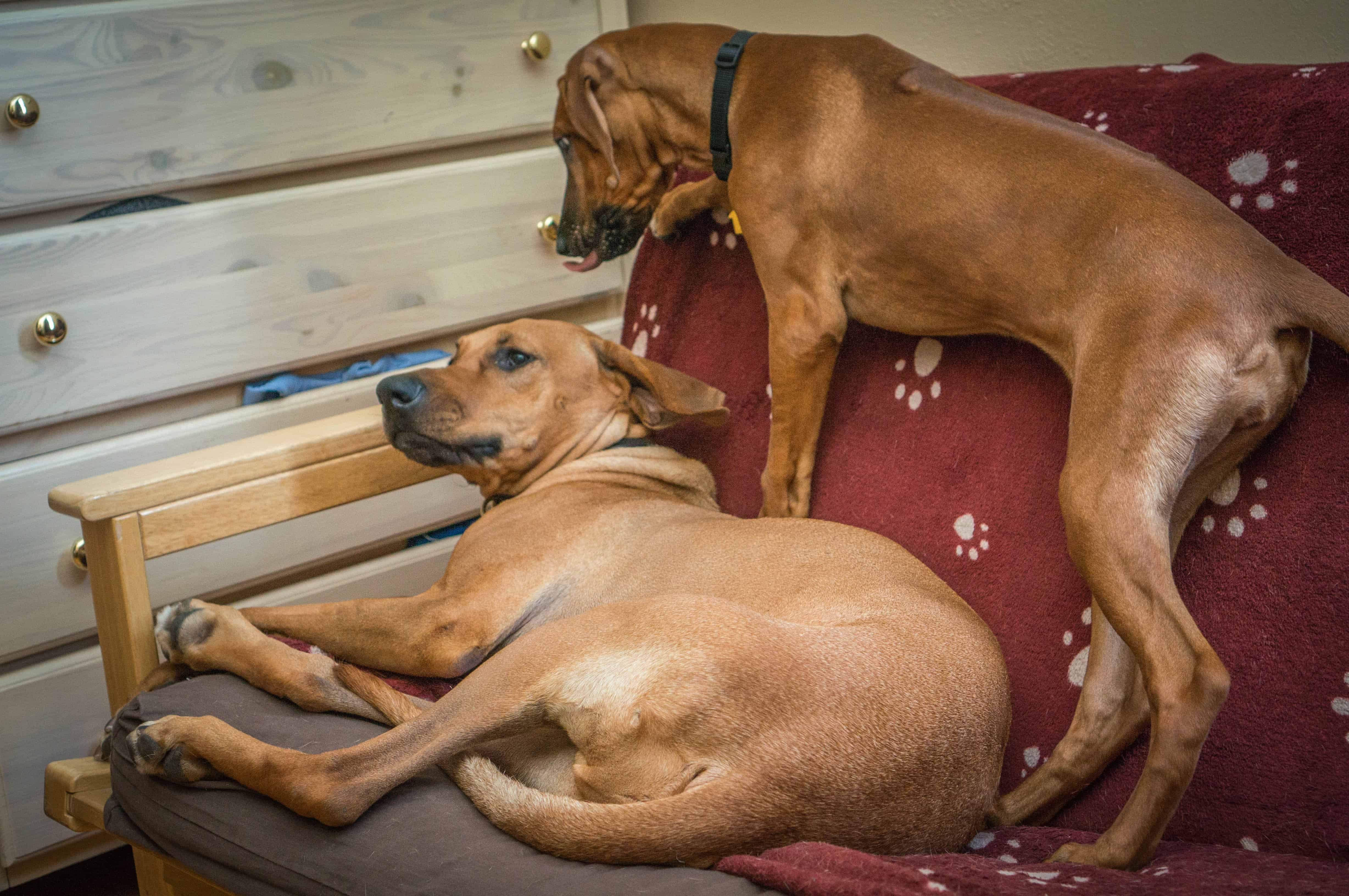 Rhodesian RIdgeback, puppy, photo, adventure, dogs, marking our territory