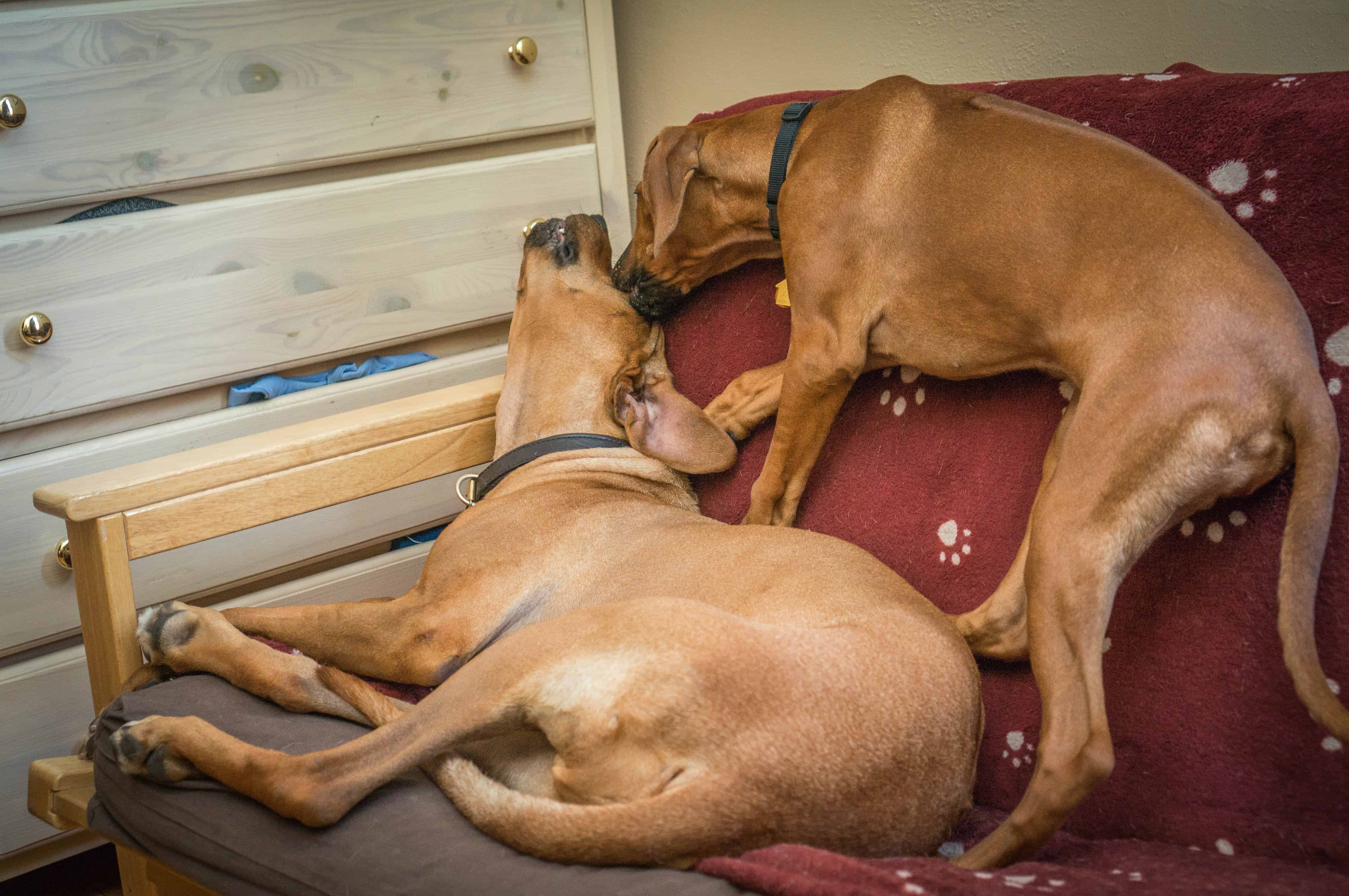 Rhodesian RIdgeback, puppy, photo, adventure, dogs, marking our territory