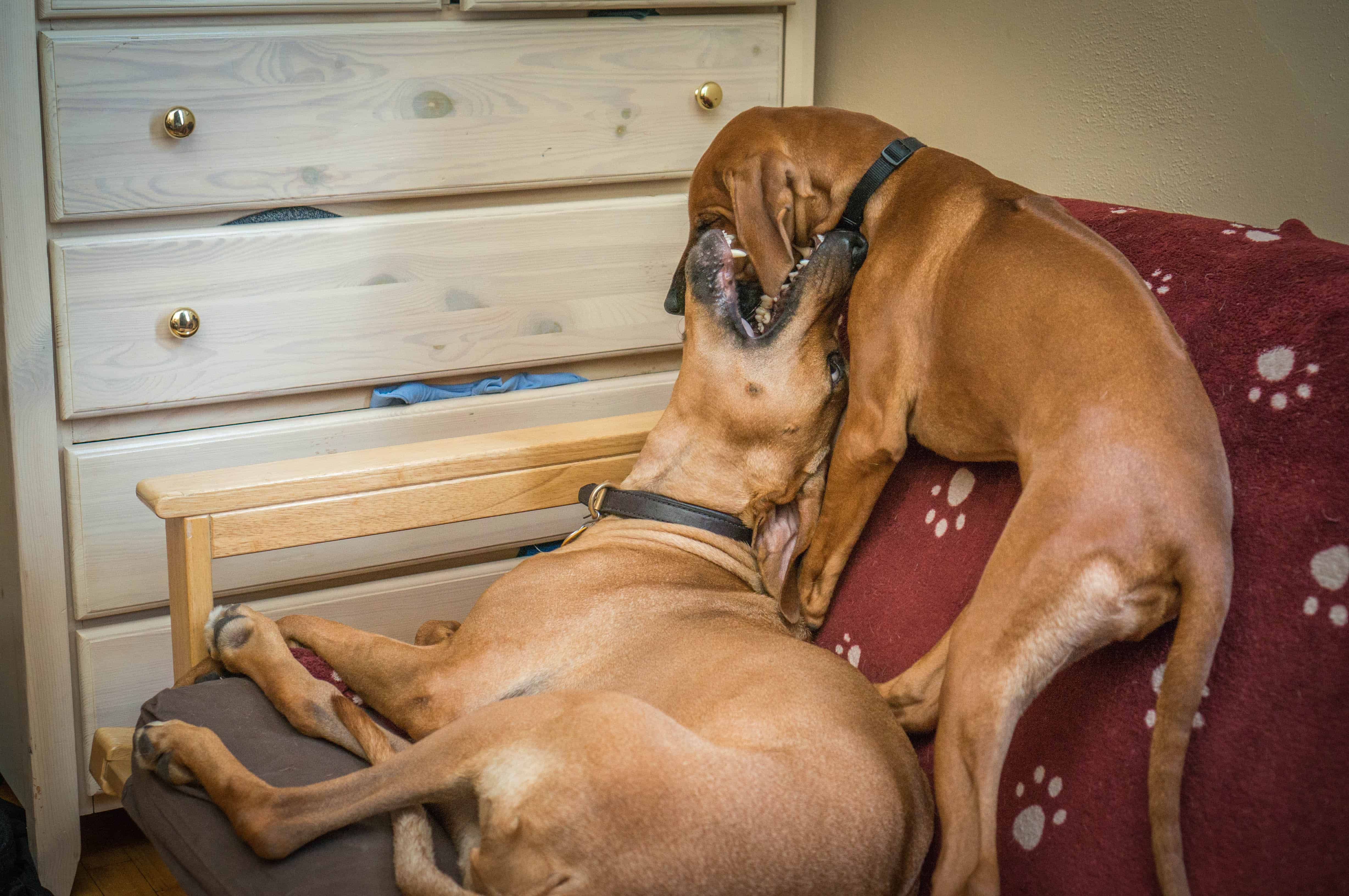 Rhodesian RIdgeback, puppy, photo, adventure, dogs, marking our territory