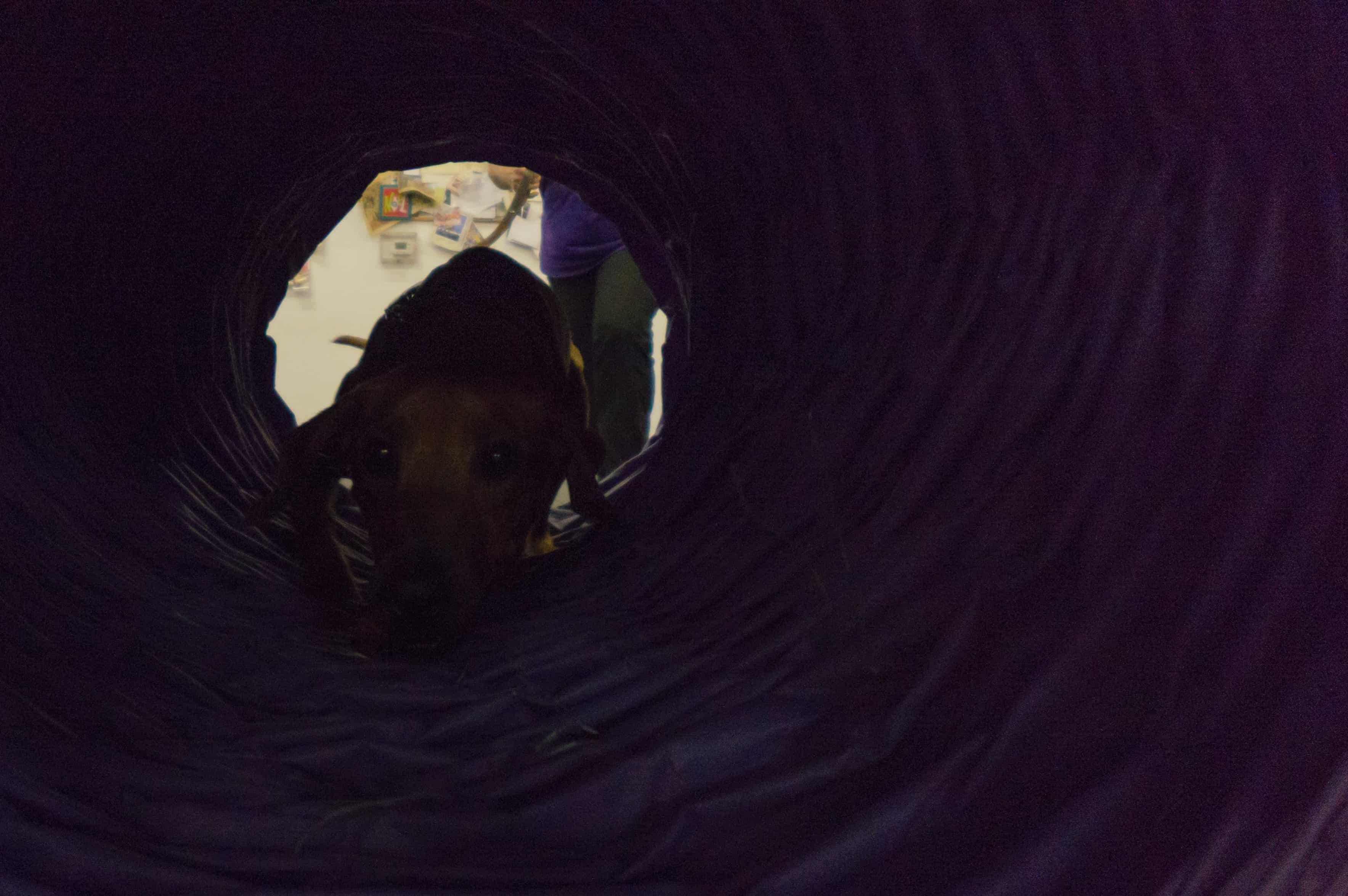 Rhodesian Ridgeback, chicago, agility, puppy