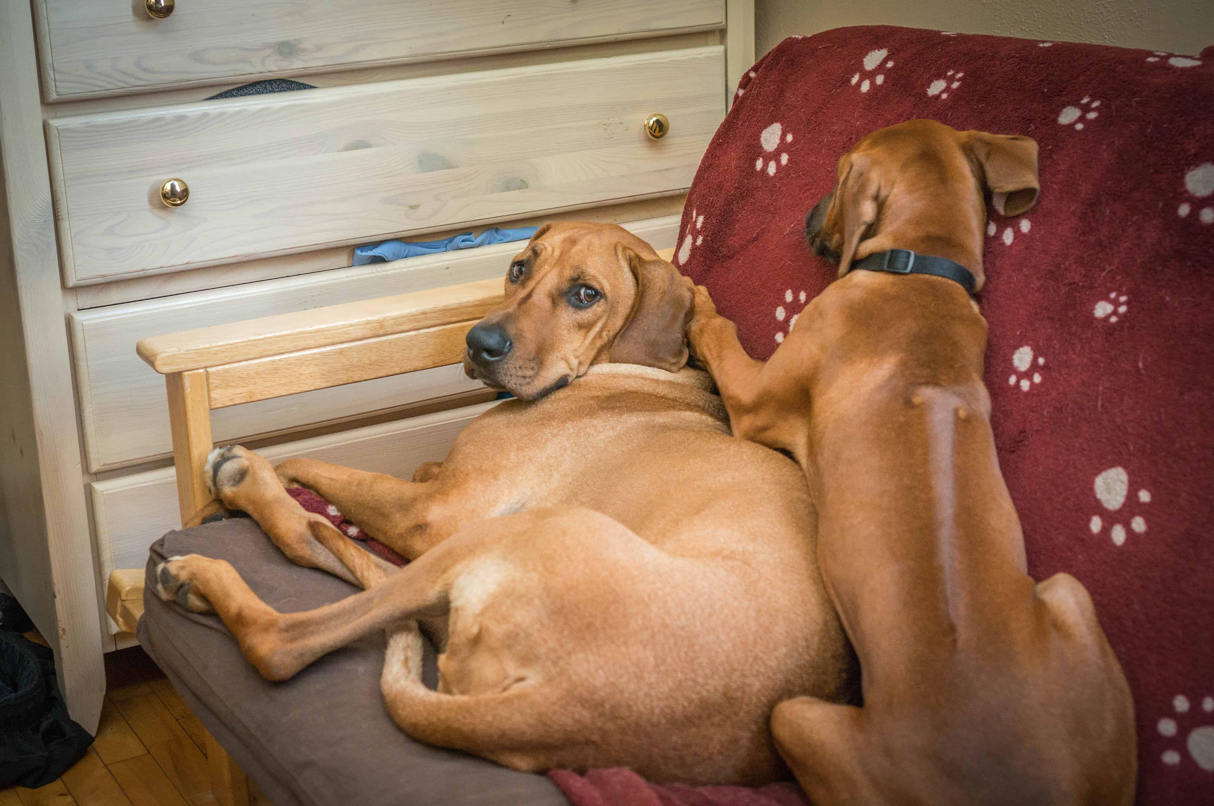 Rhodesian RIdgeback, puppy, photo, adventure, dogs, marking our territory