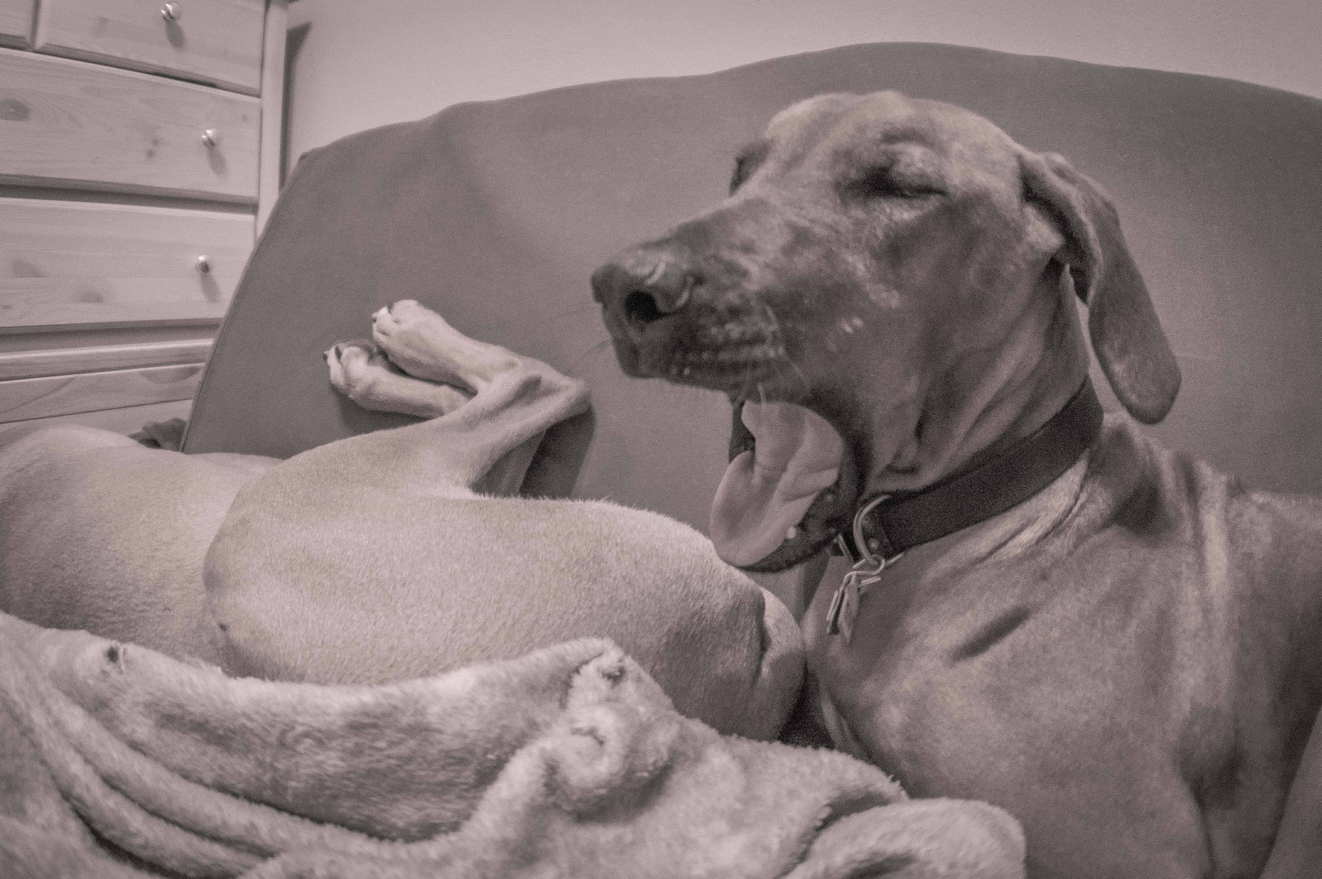 Rhodesian Ridgeback, chicago, agility, puppy