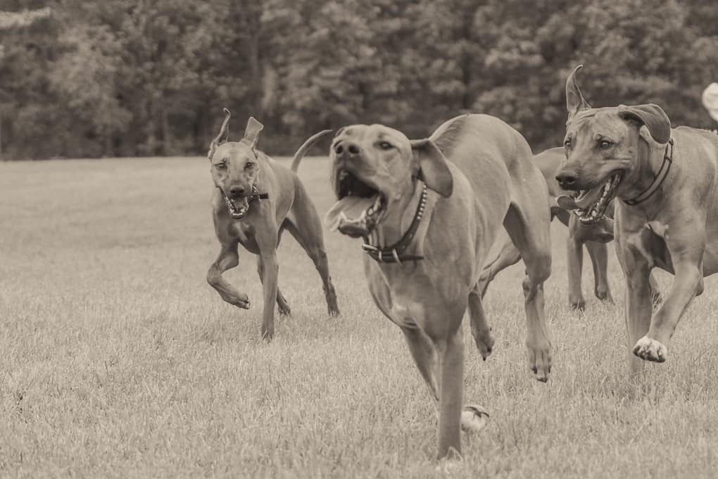 Rhodesian Ridgeback, Lure Coursing, Marking Our Territory