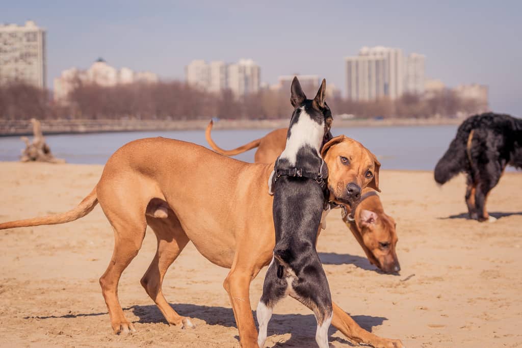 rhodesian ridgeback, blog, chicago, montrose dog beach