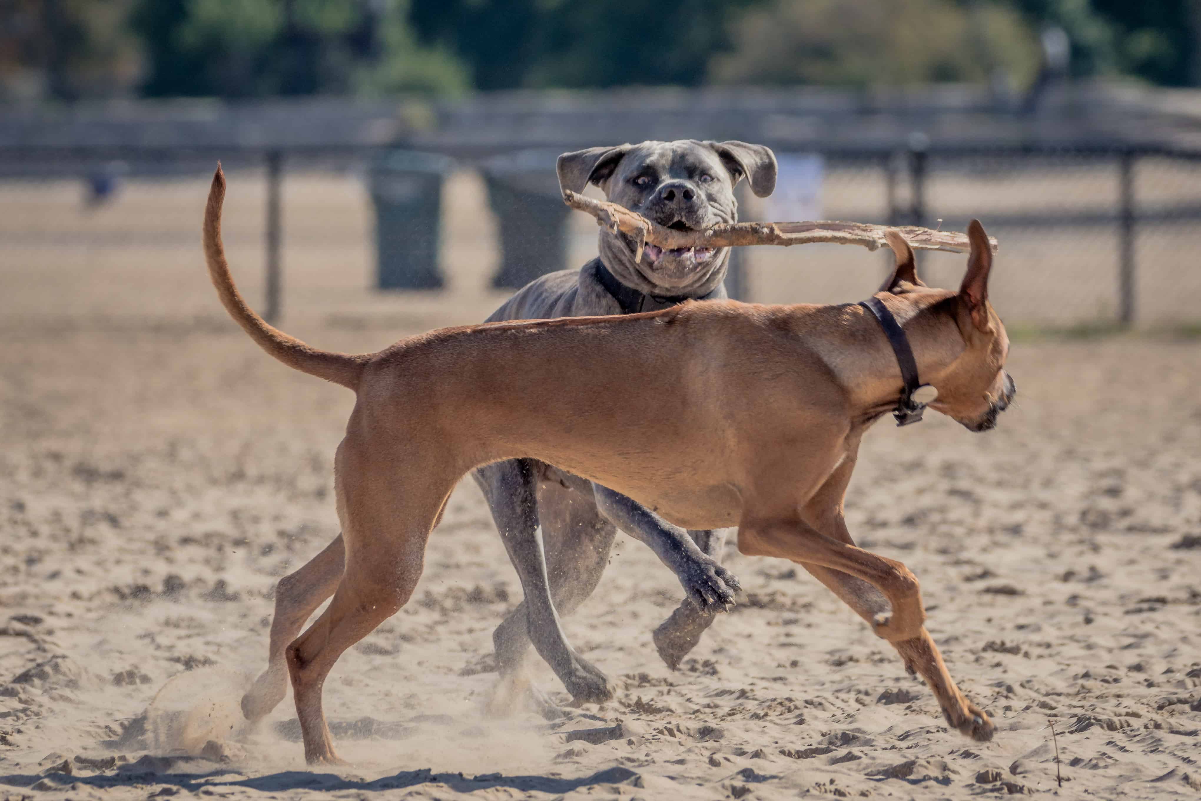 Rhodesian Ridgeback, Montrose Dog Beach, Chicago