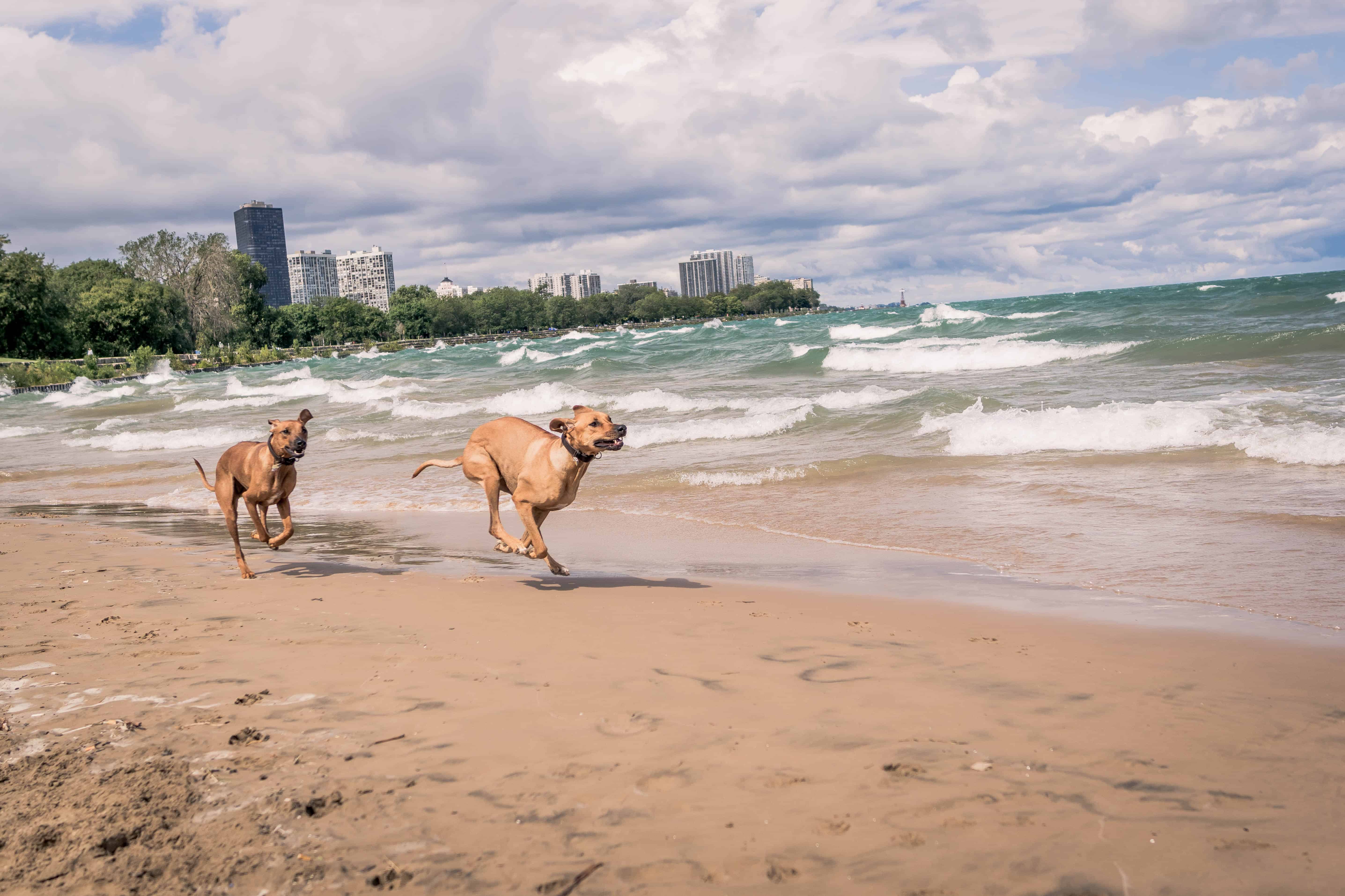 Rhodesian Ridgeback, blog, chicago, montrose dog beach, adventure