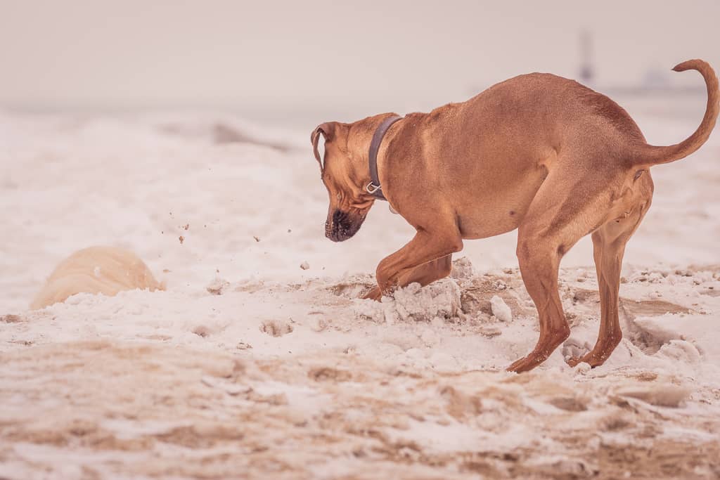 Rhodesian Ridgeback, chicago, blog, montrose dog beach, adventure